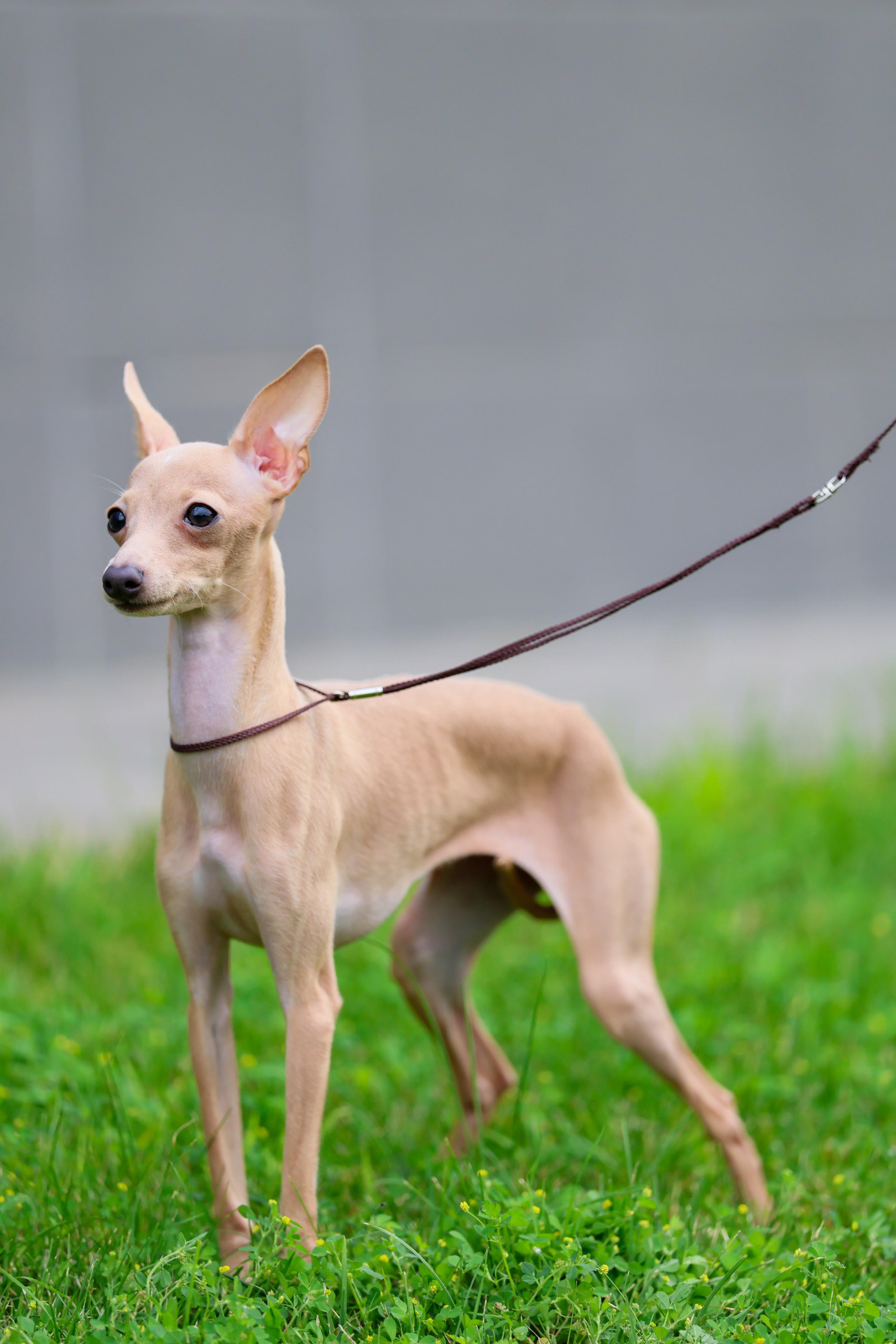 Кремовая Лекси. Professional Italian Greyhound Kennel RKF/FCI ASTI SAPPHIRE 💎 Sochi|St. Petersburg