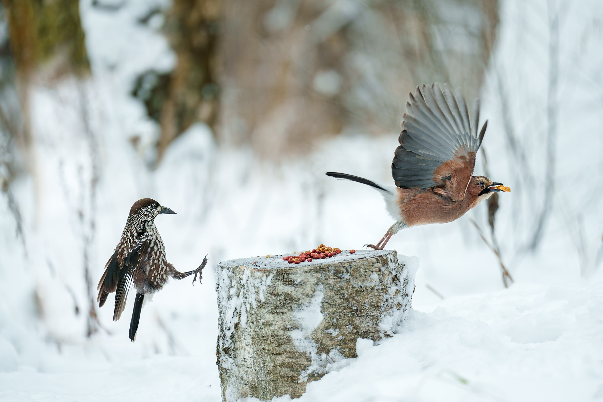 Удивительные мир птиц. Вокруг нас столько прекрасного — присмотритесь!. Ваш личный фотограф Марина Волкова