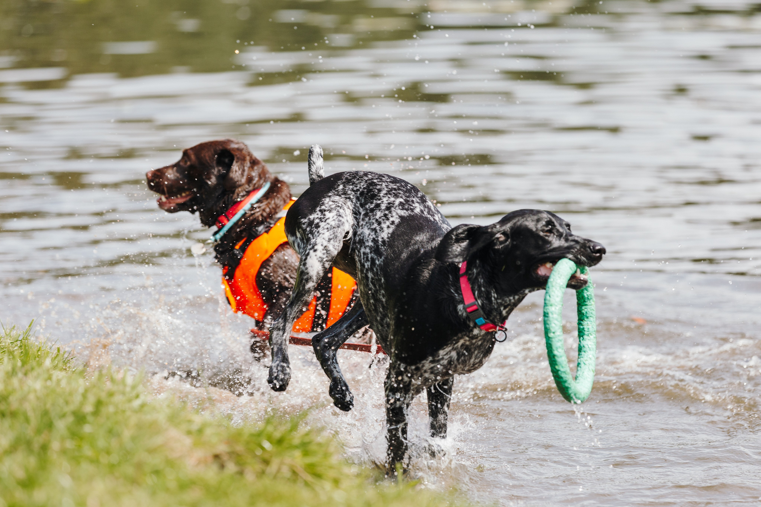 Petshop Sup day. Фотограф анималист Кристина Карпова, Москва