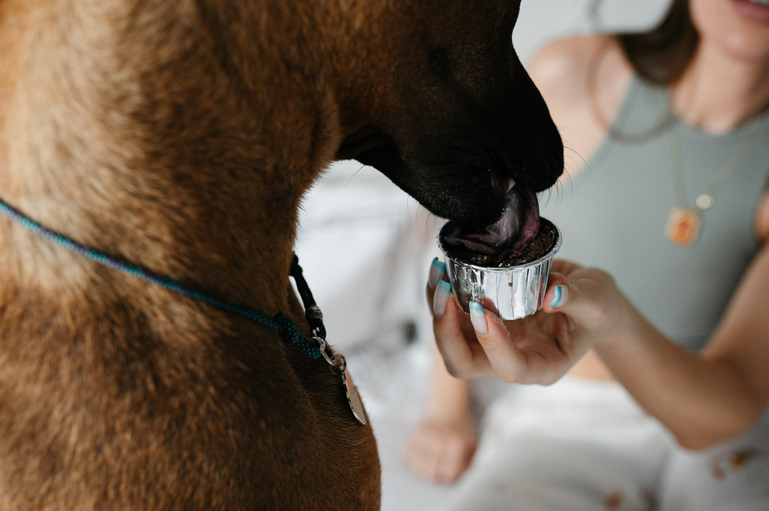 Оксана и Зевс. Фотограф анималист в Москве Ольга Агушева