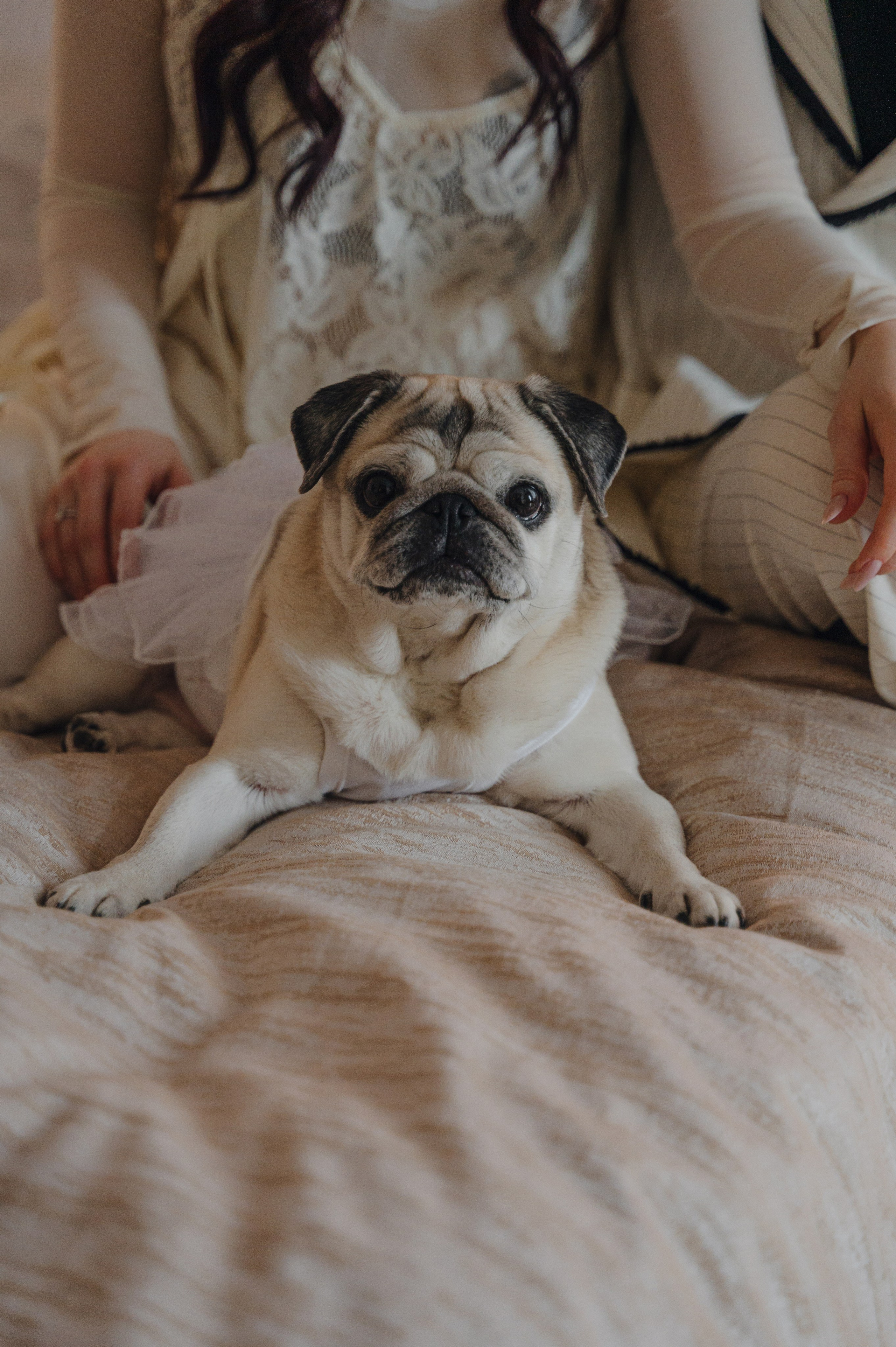 Денис и Анастасия. Метрополь и Особняк Спиридонова. Свадебный фотограф Москва и Санкт-Петербург. Анастасия Чудина