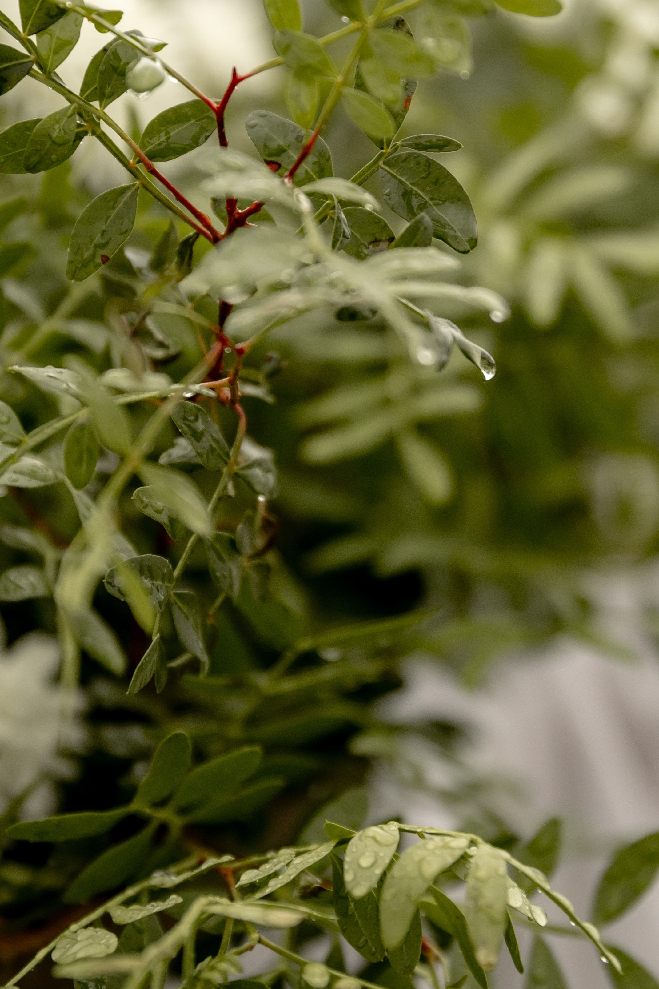 Роман и Анастасия 16/09/2024. Свадебный и семейный фотограф в Севастополе и в Крыму Анастасия Корчак