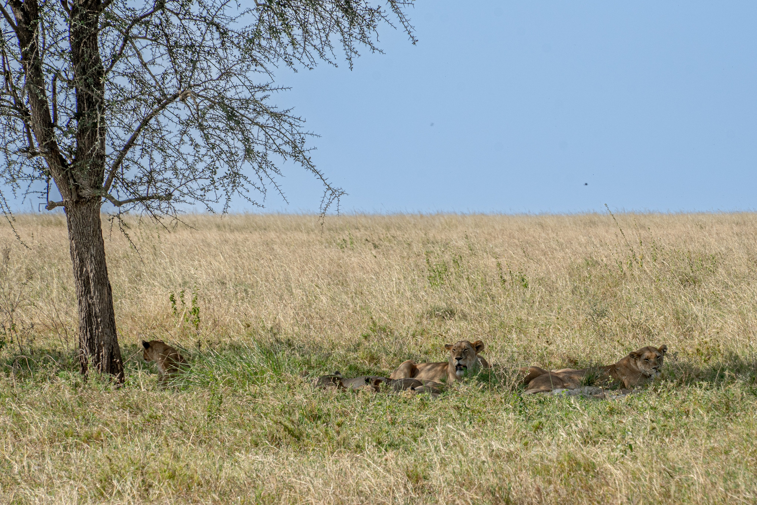 Танзания, сафари, 2025. Творческие сьемки
