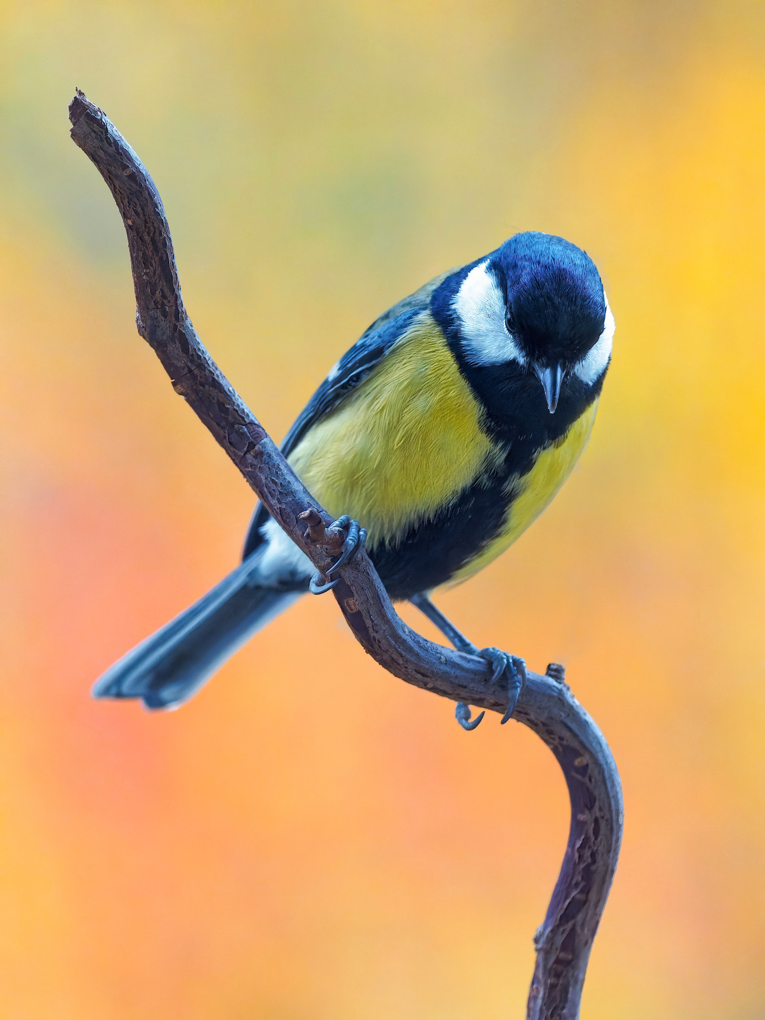 Птицы и животные. Oles Paritskiy