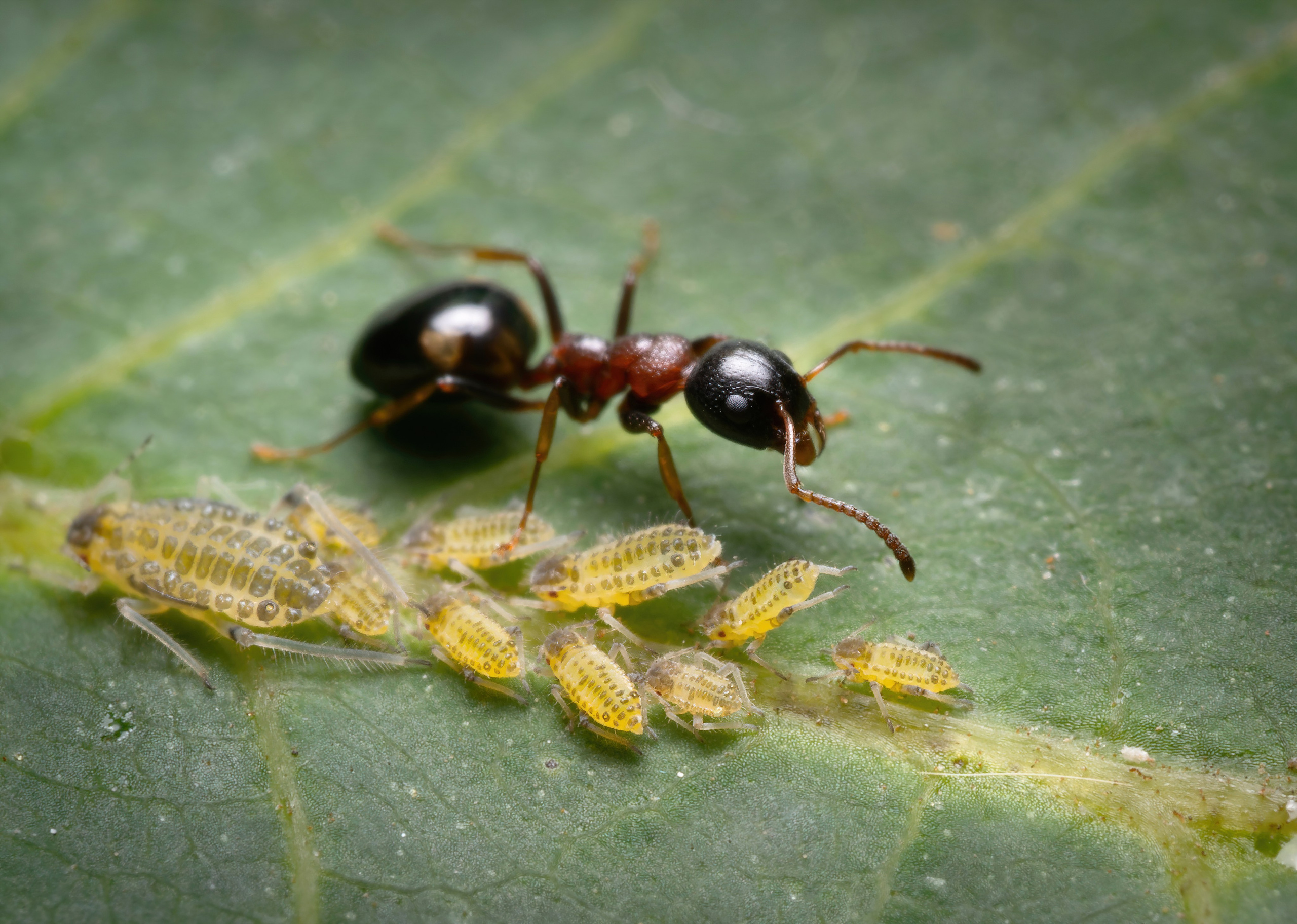 Муравьи. Oles Paritskiy