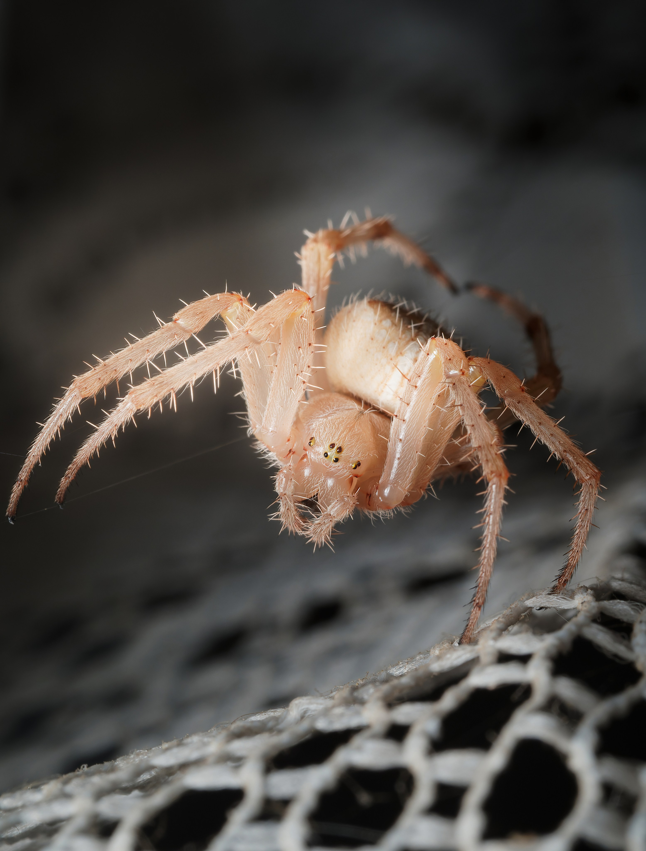 Пауки. Oles Paritskiy