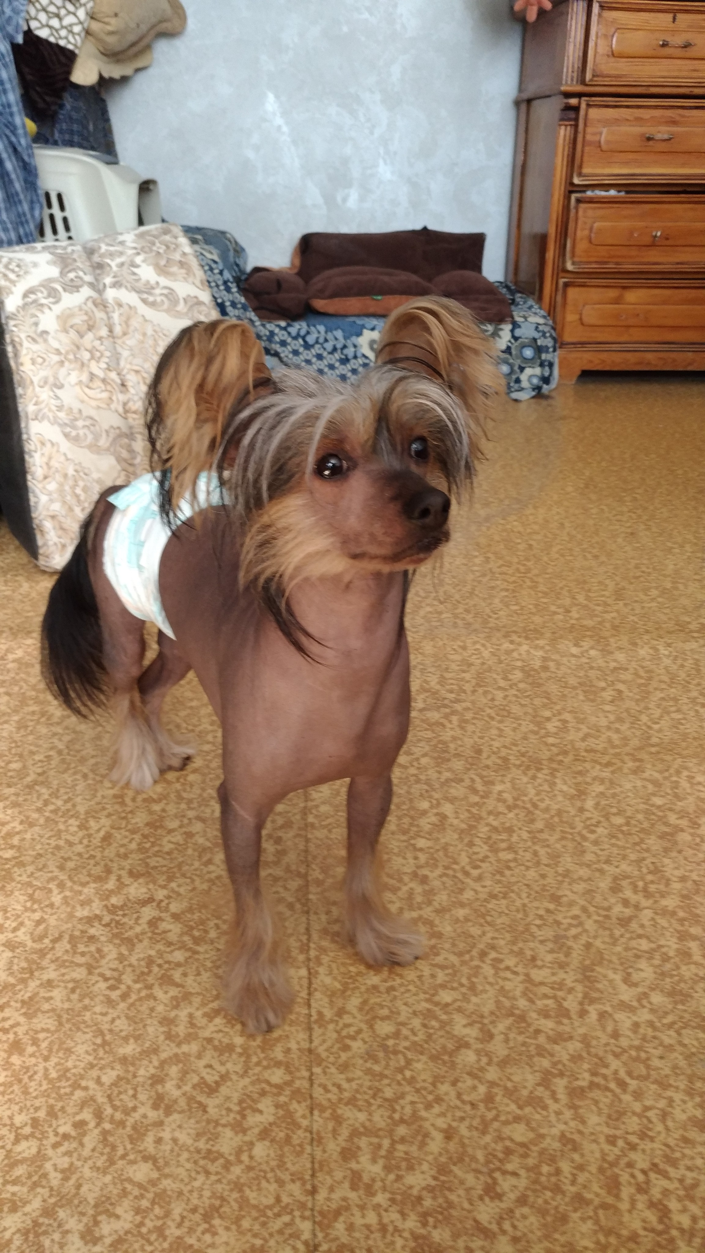 Адамусик милый малыш. Питомник китайских хохлатых собак Poale Ell: купить щенка в питомнике