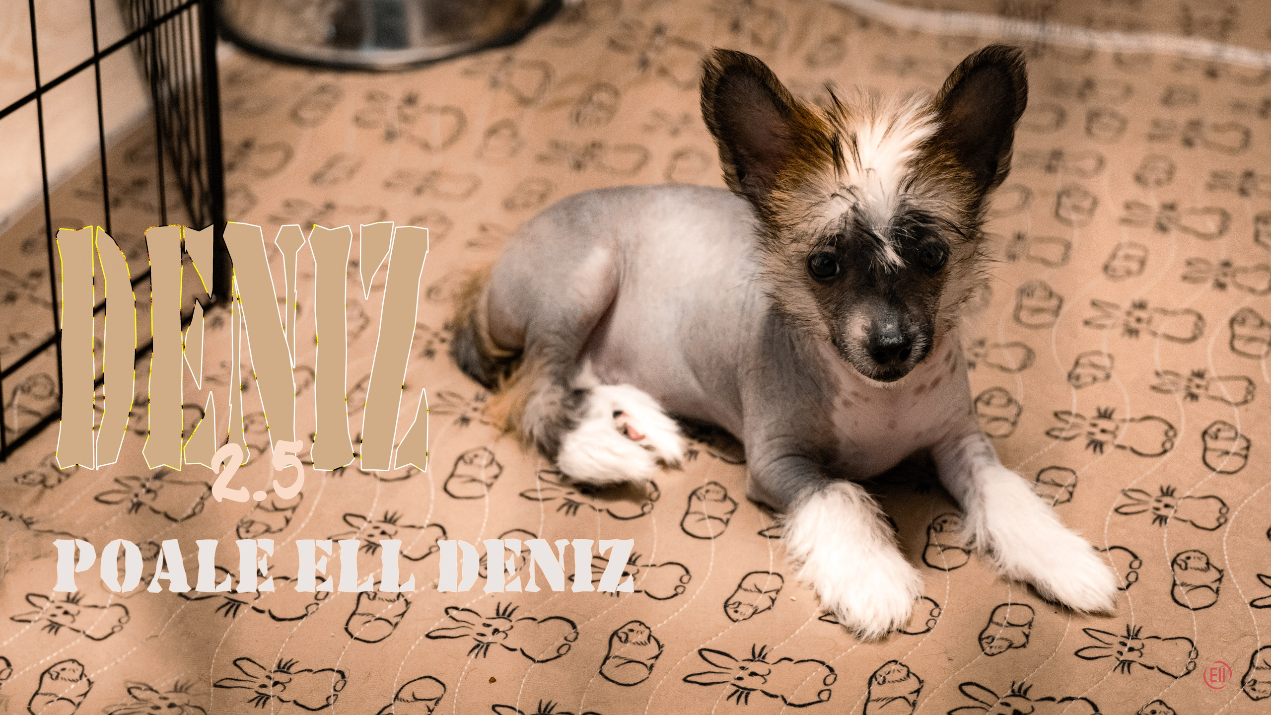 Poale Ell Deniz. Poale Ell Chinese Crested Dog Kennel: Buy a puppy from the kennel