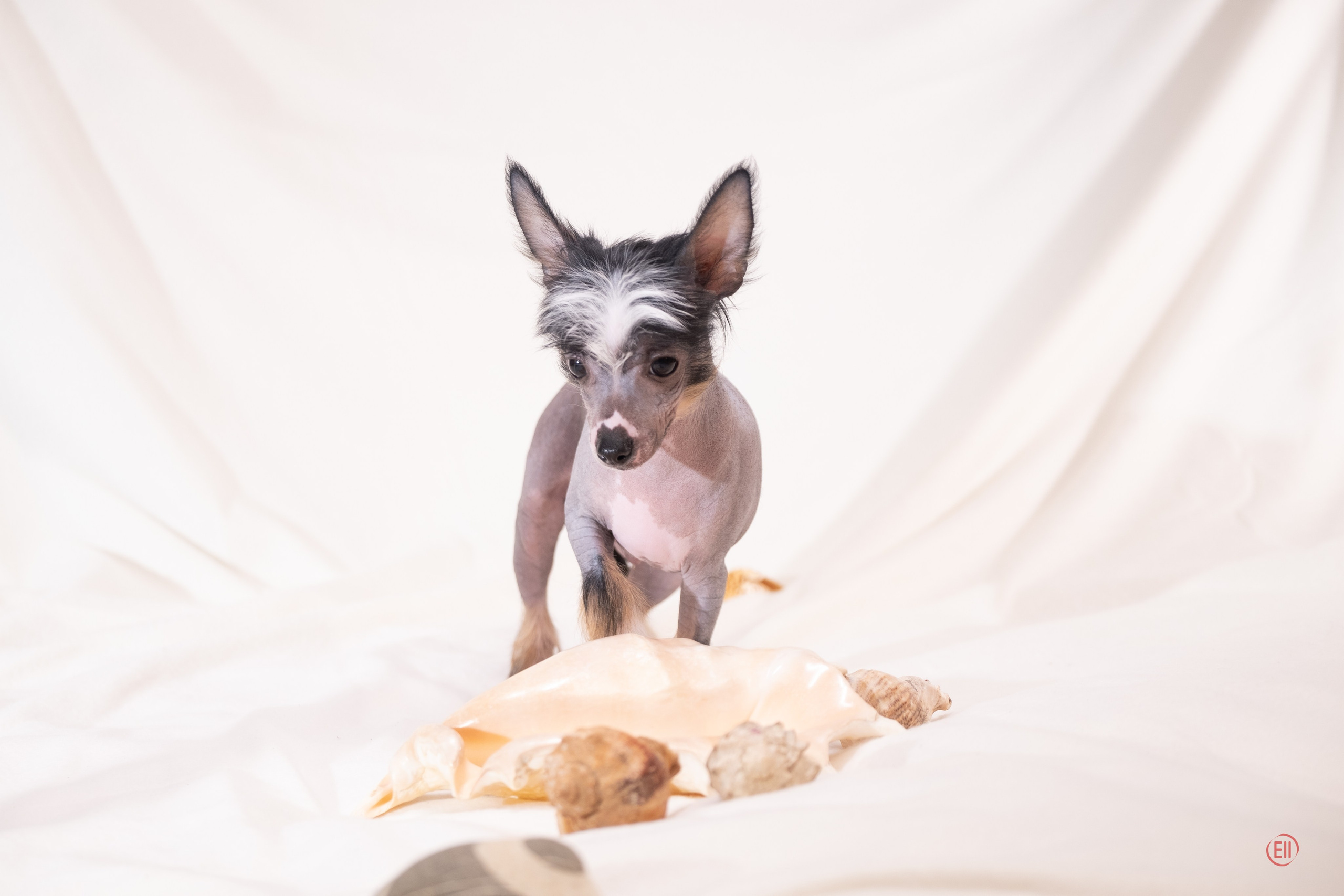 Poale Ell Vinsent. Chinese Crested Dog Kennel Poale Ell