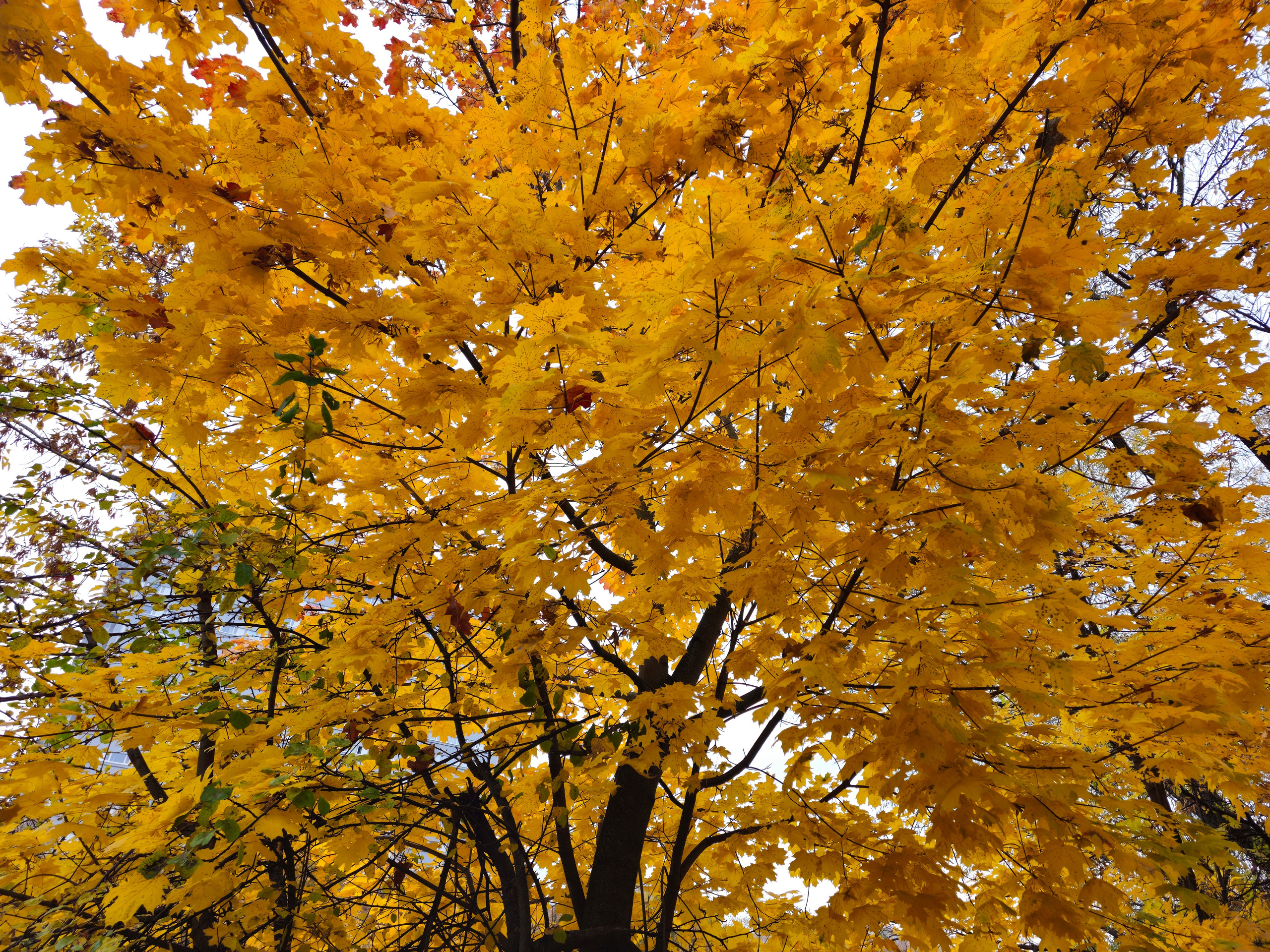 Крона большого дерева с густой листвой  насыщенного золотисто-желтого цвета на фоне пасмурного неба в осенний день.