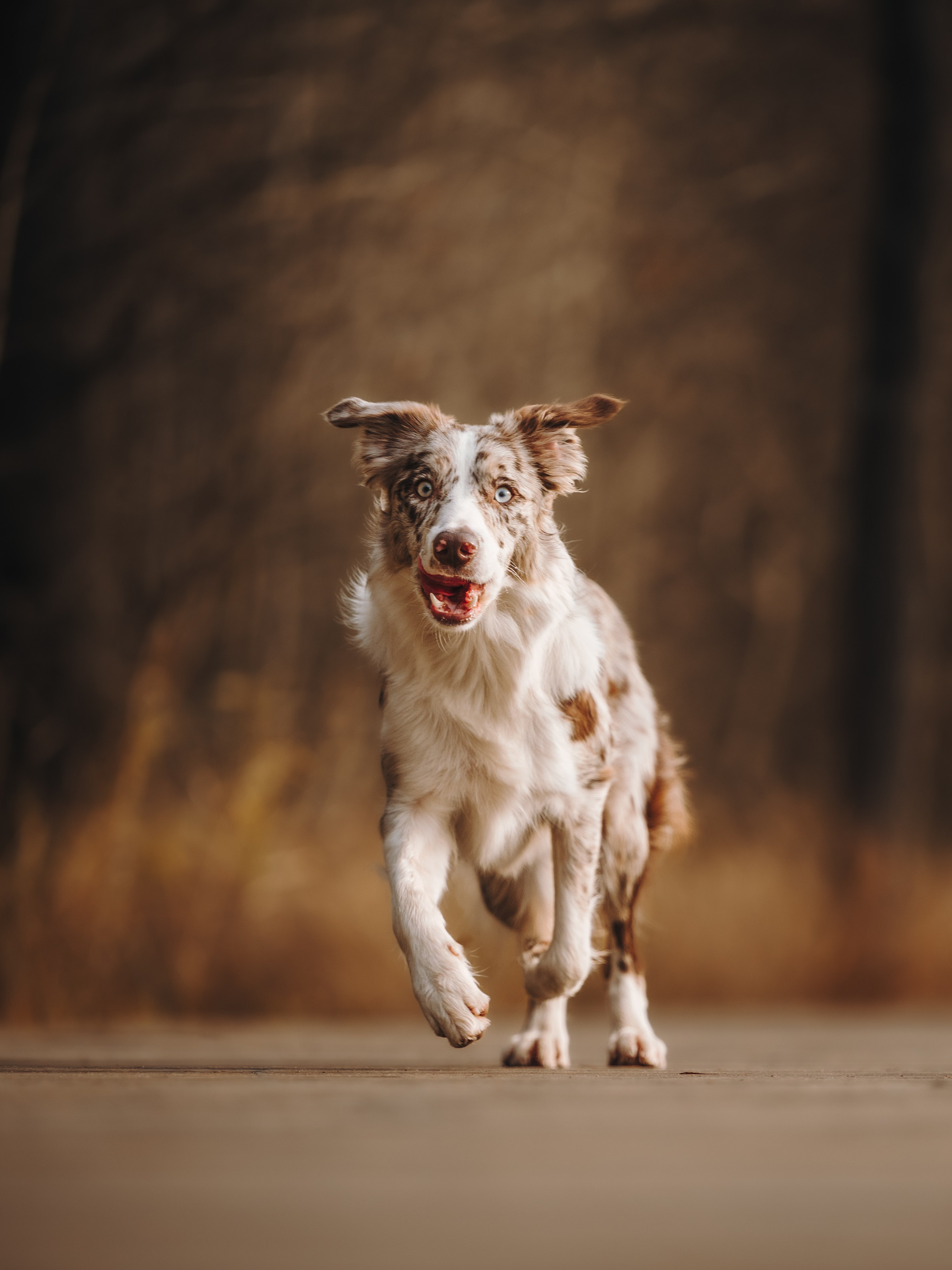 Настя, Максим, Орео и Норд. Семейный фотограф анималист Ананьева Мария — Москва