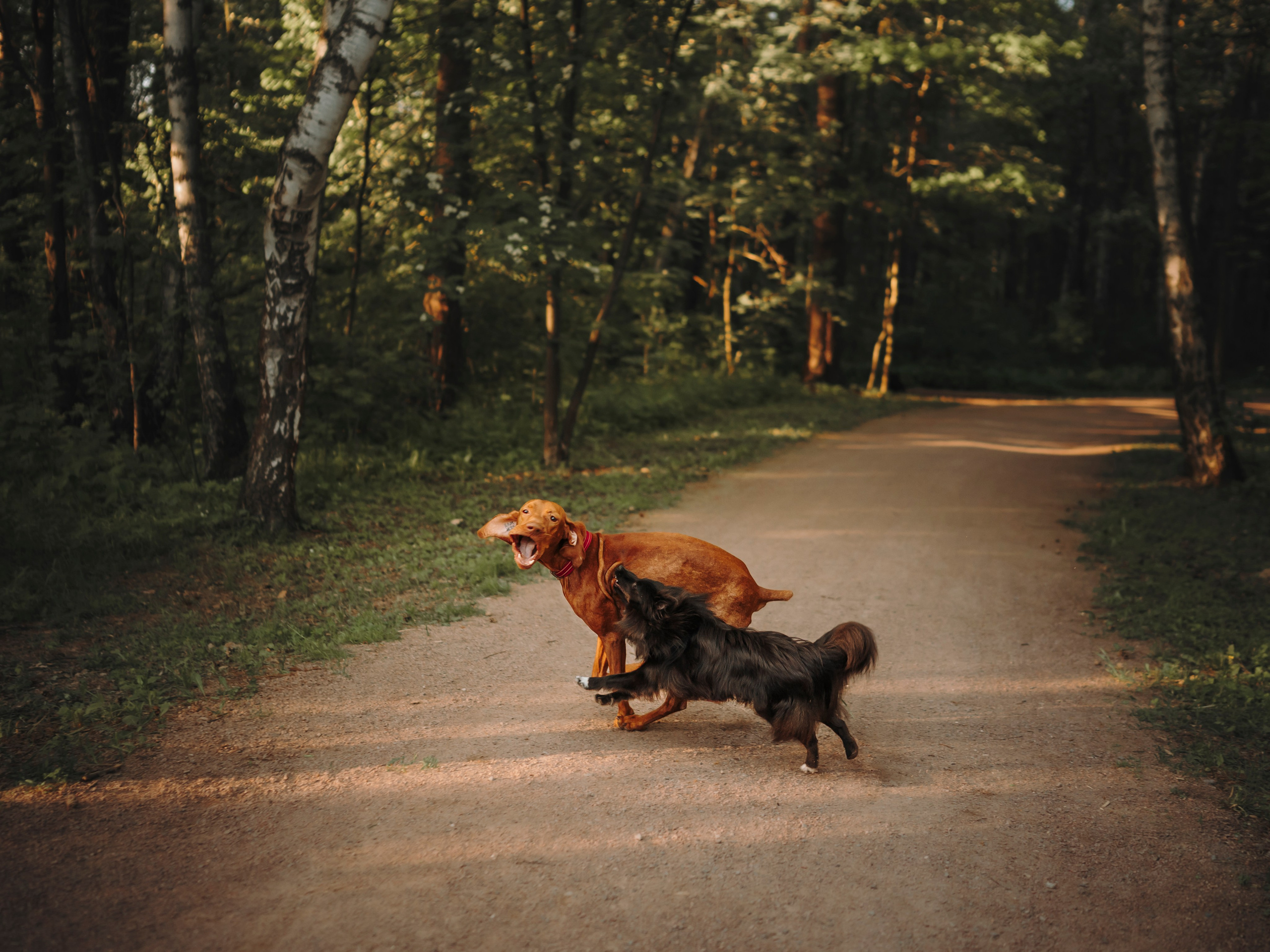 Юля, Никс и Чайф. Семейный фотограф анималист Ананьева Мария — Москва