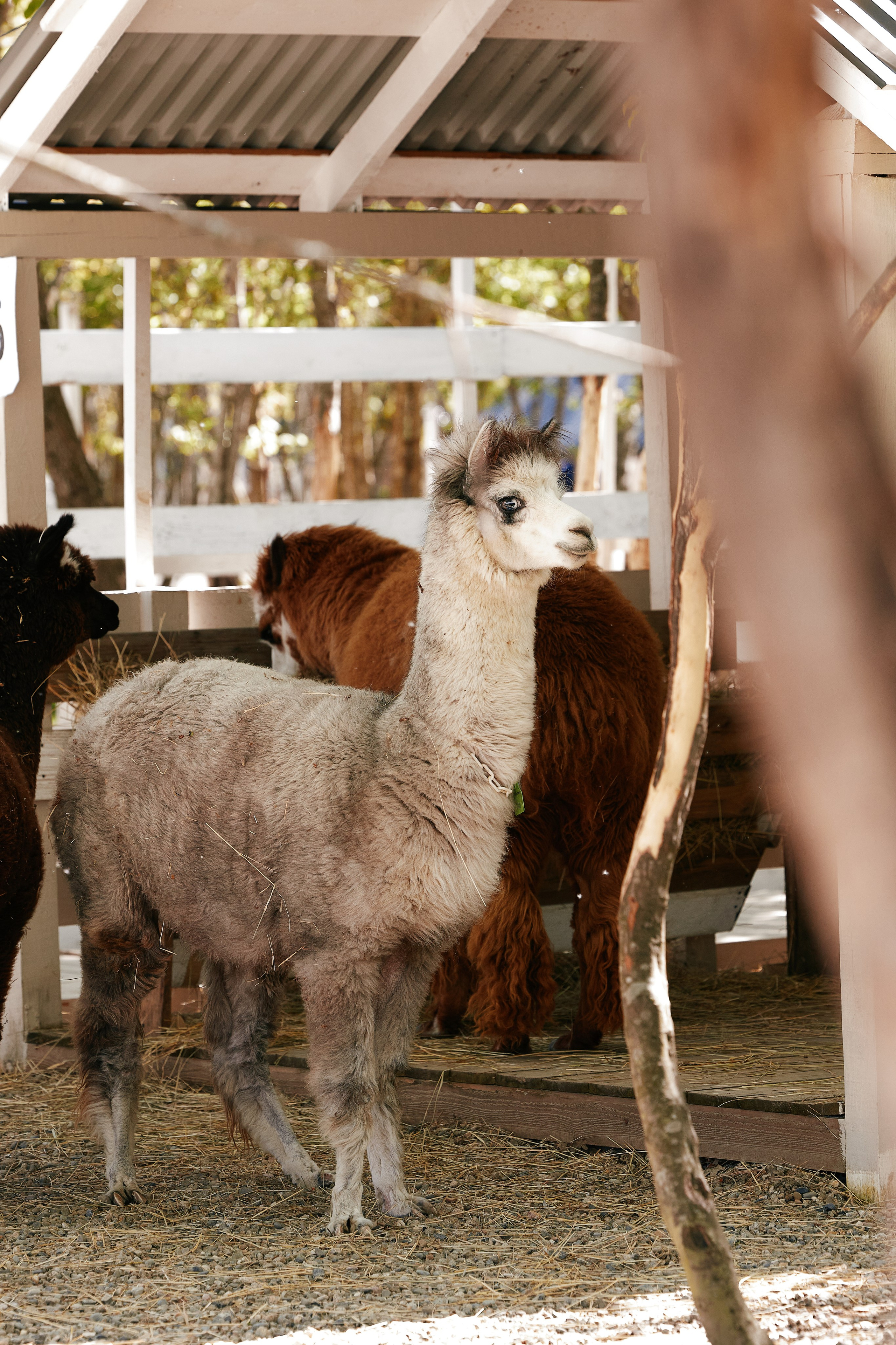 PRIVATE Weekend на Ферме Альпак 19.04. Свадебный репортажный фотограф краснодар максим дремов дрёмов фотосессия студия цена