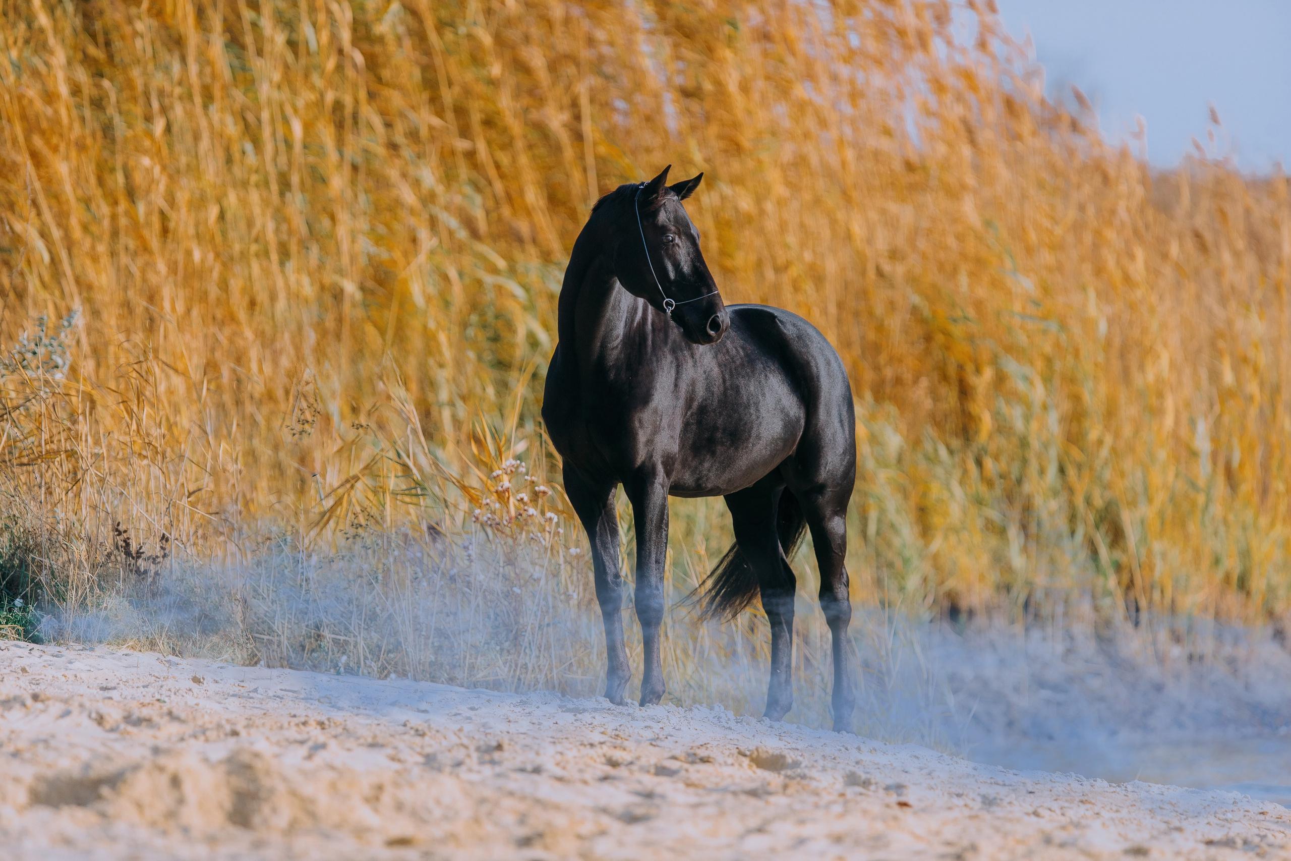 Разное. Фотограф-анималист Ксендзова Кристина