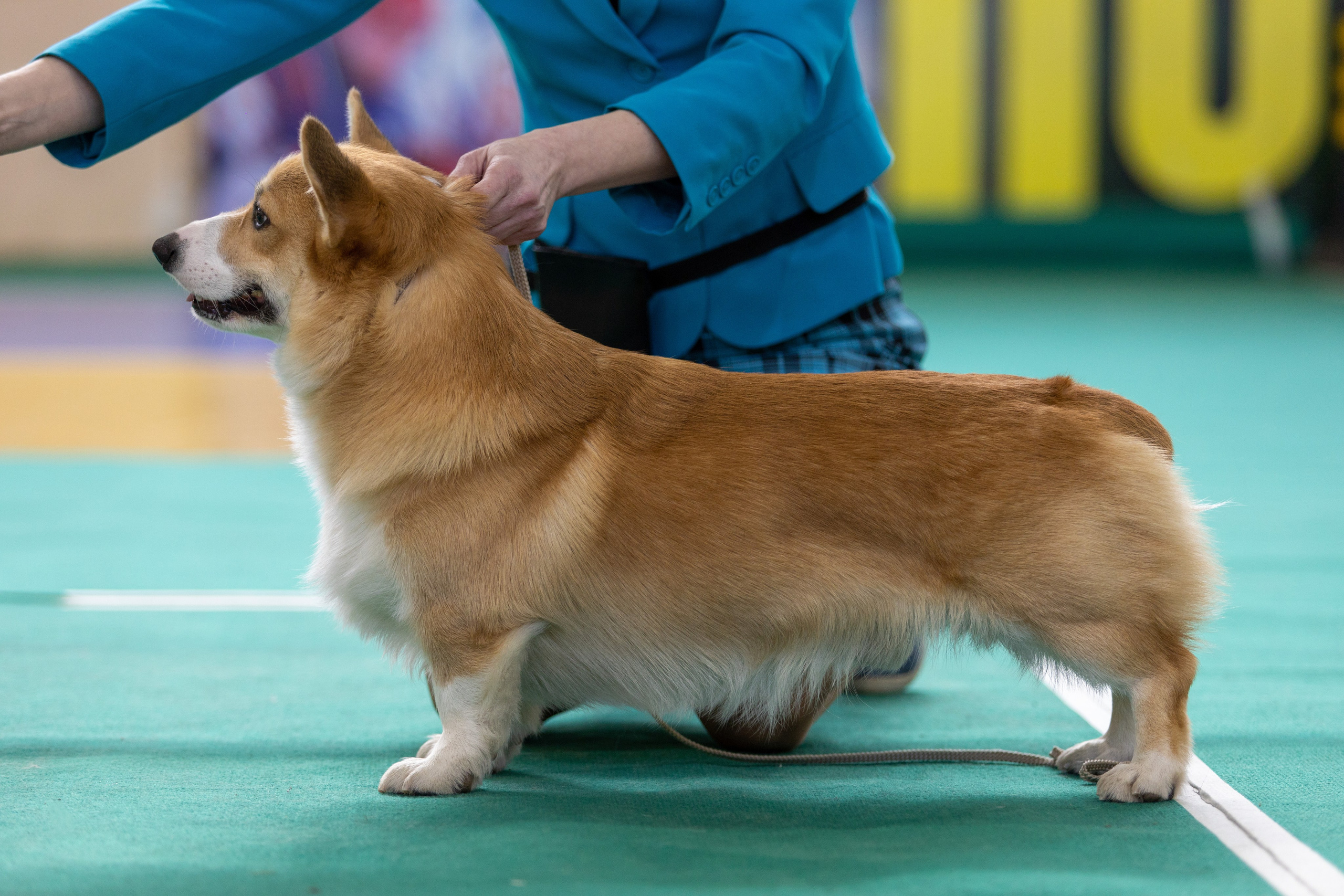 Собаки. Фотограф Яна Матвеева в Ижевске