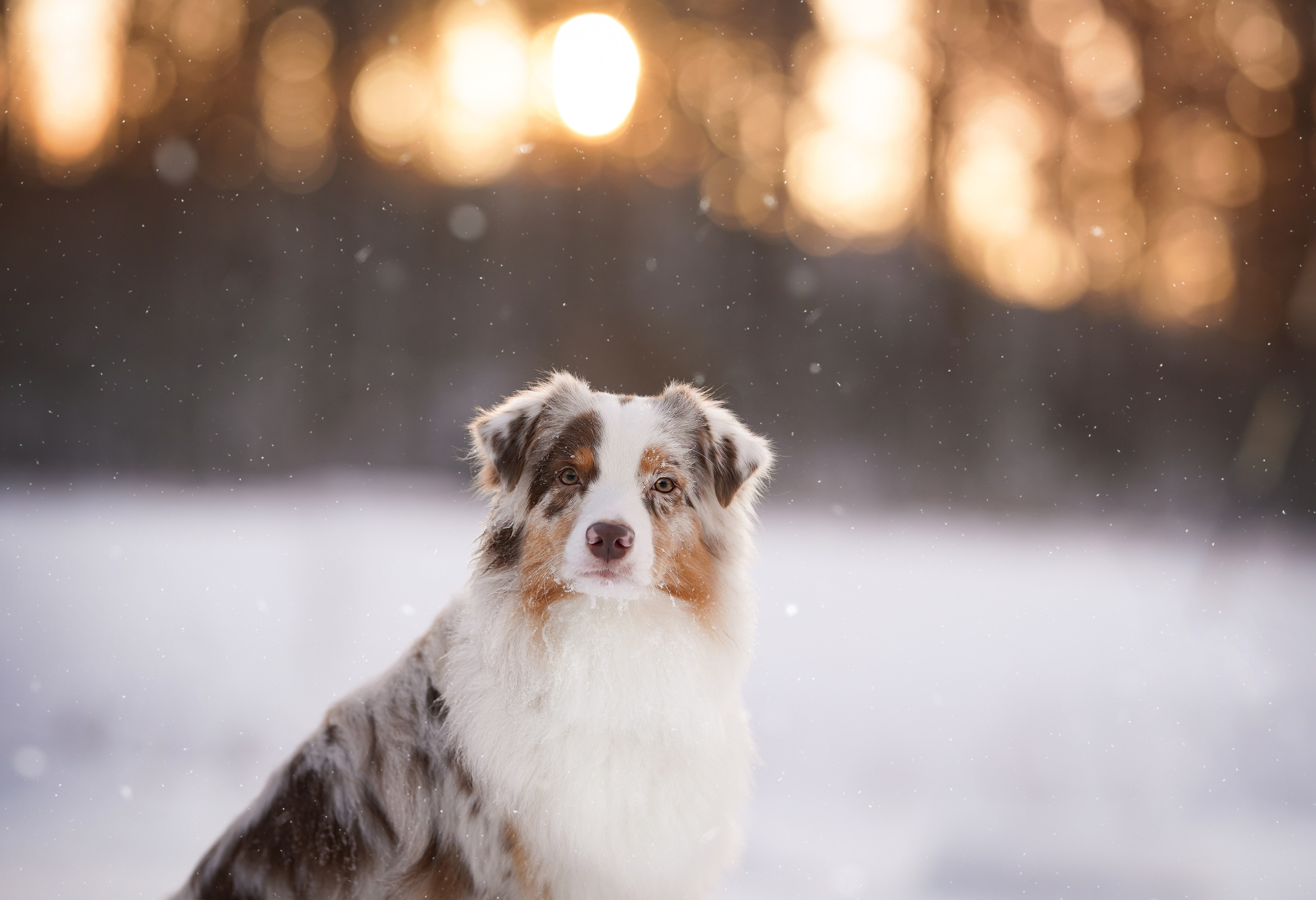 Панда и Юни Карелия. Фотограф-анималист в Санкт-Петербурге Яна Мартынова