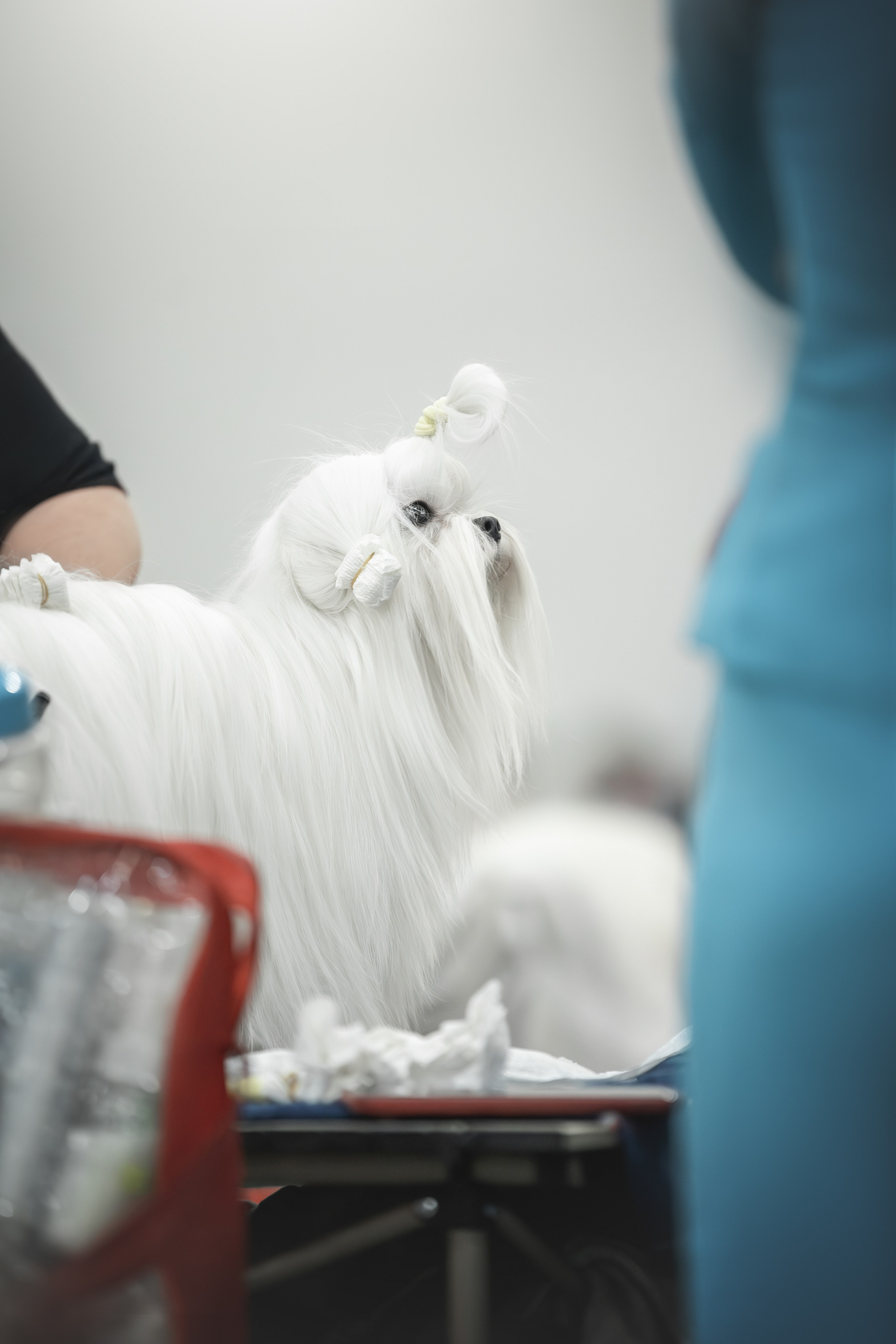 Выставки. Фотограф анималист в Москве Майорова Евгения