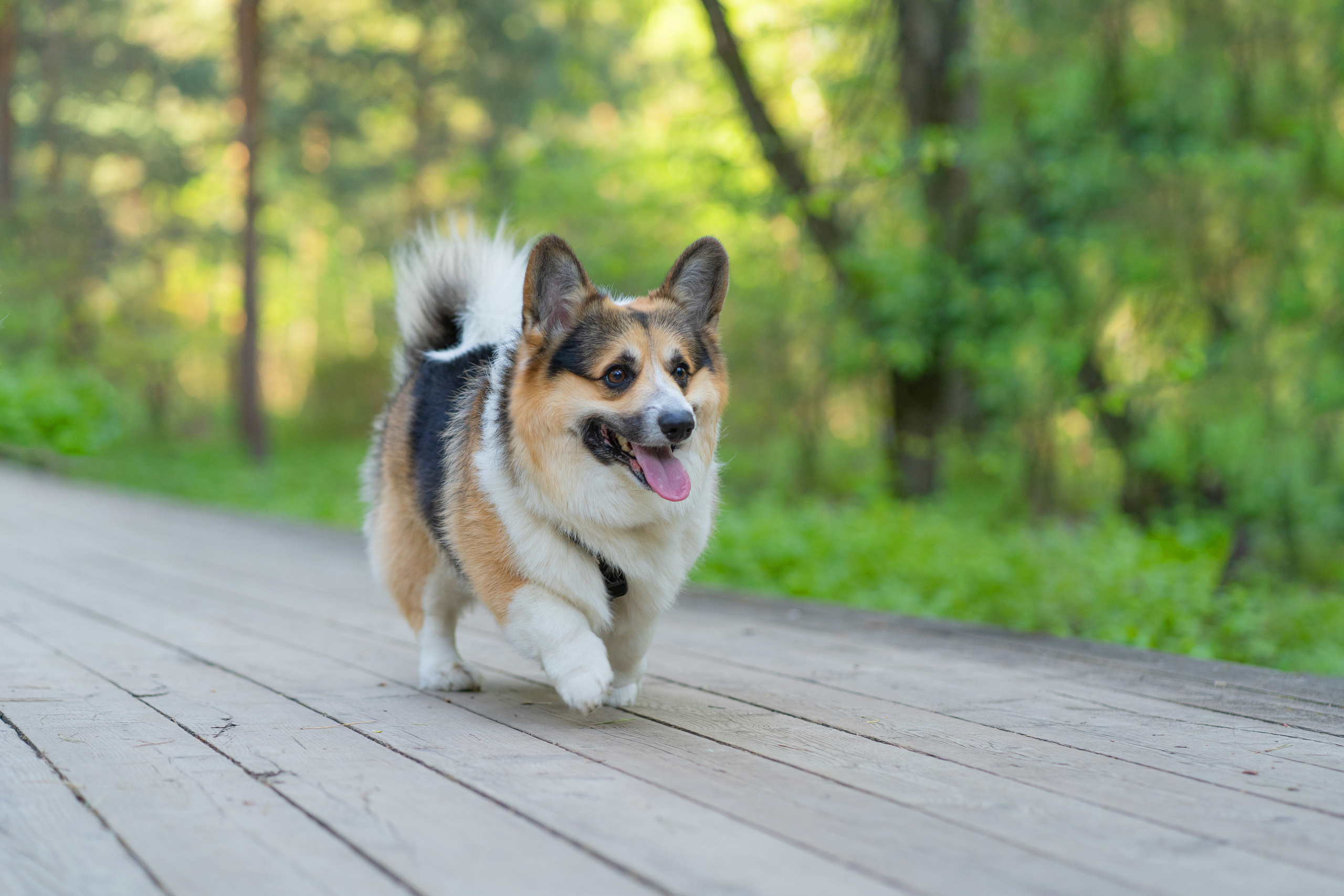 Катя и Честер, Серебряный бор. Свадебный фотограф в Москве Анна Полушина