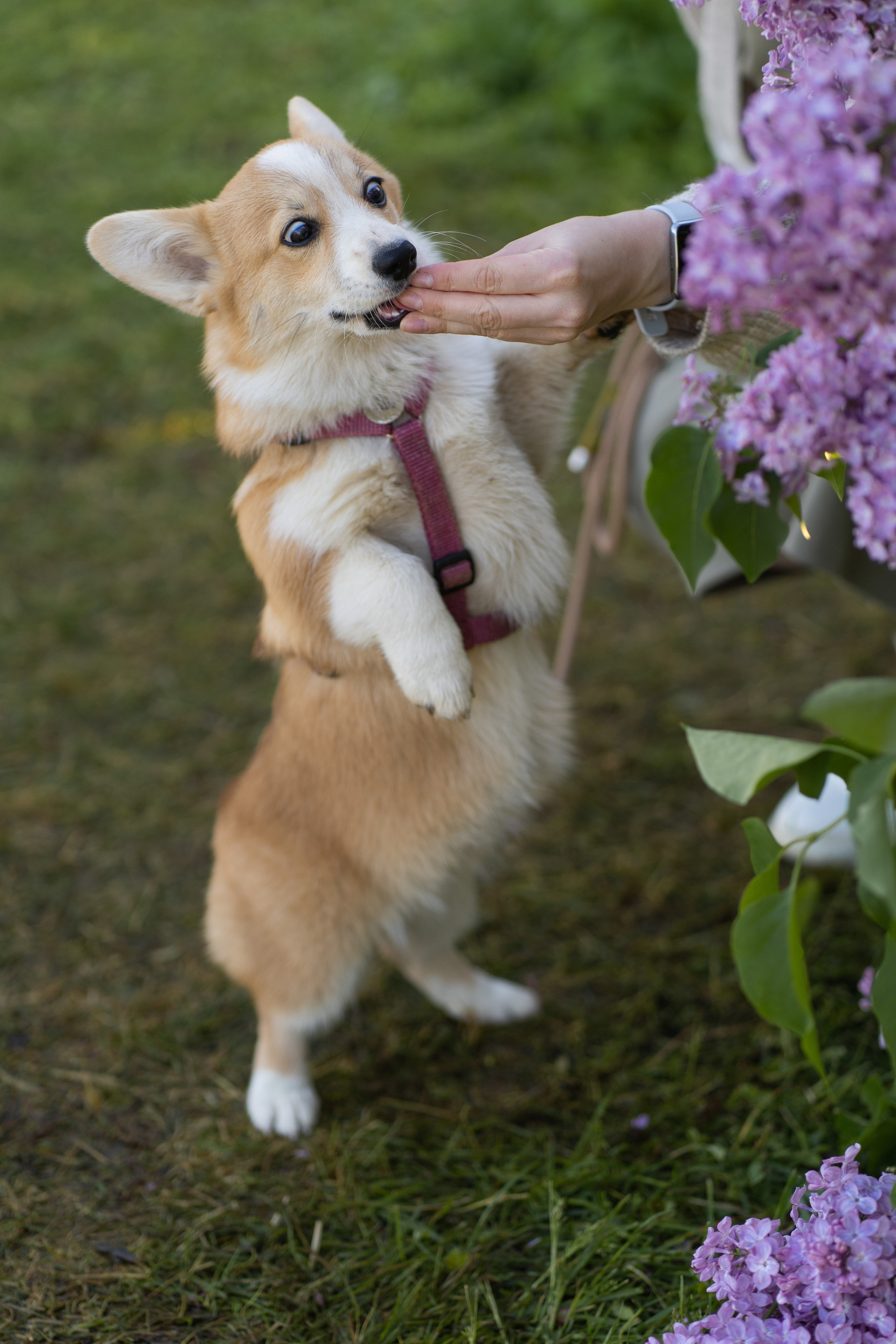 Полина и Стеша, Сиреневый сад. Свадебный фотограф в Москве Анна Полушина