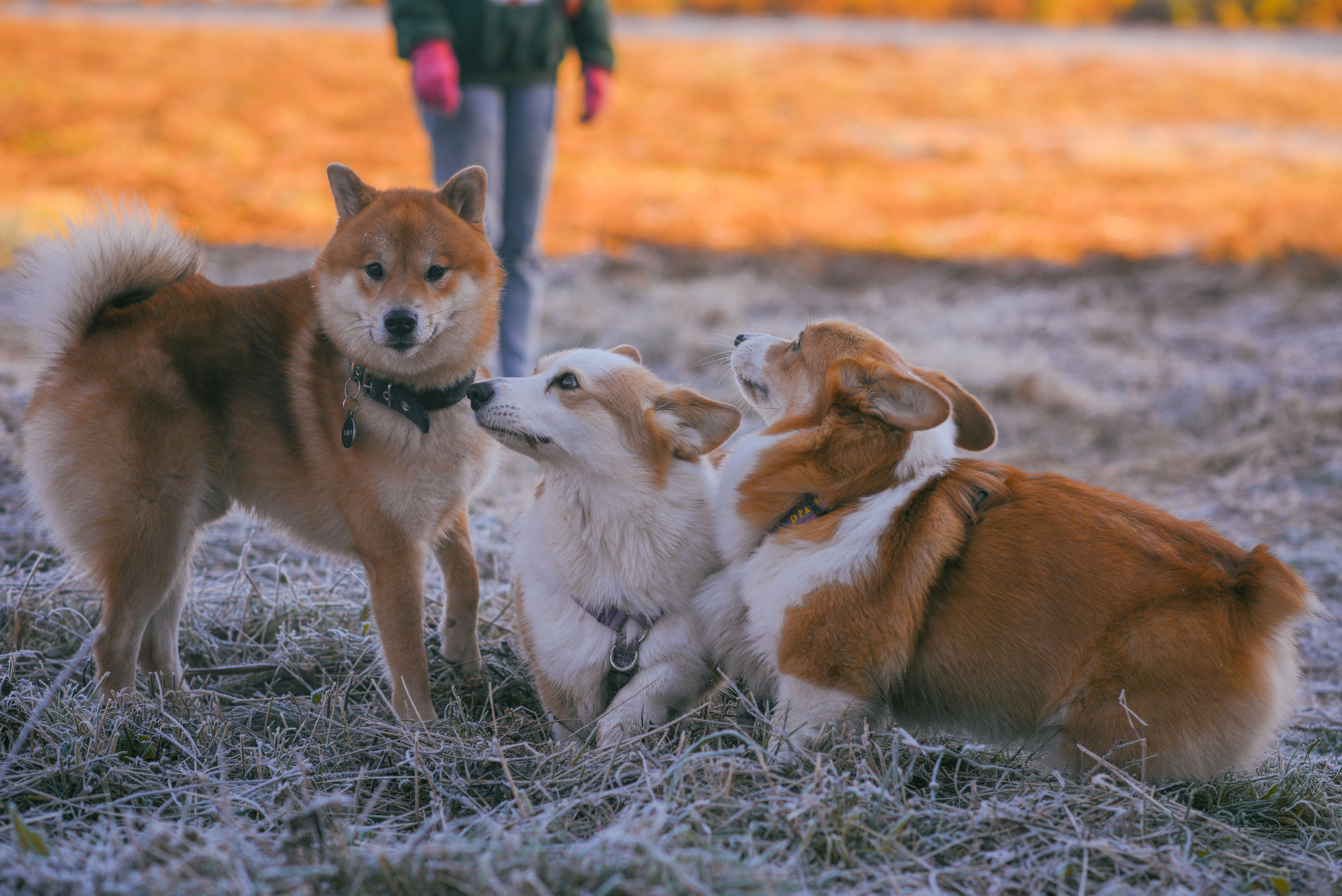 Фотосессия с питомцем в Москве. Свадебный фотограф в Москве Анна Полушина