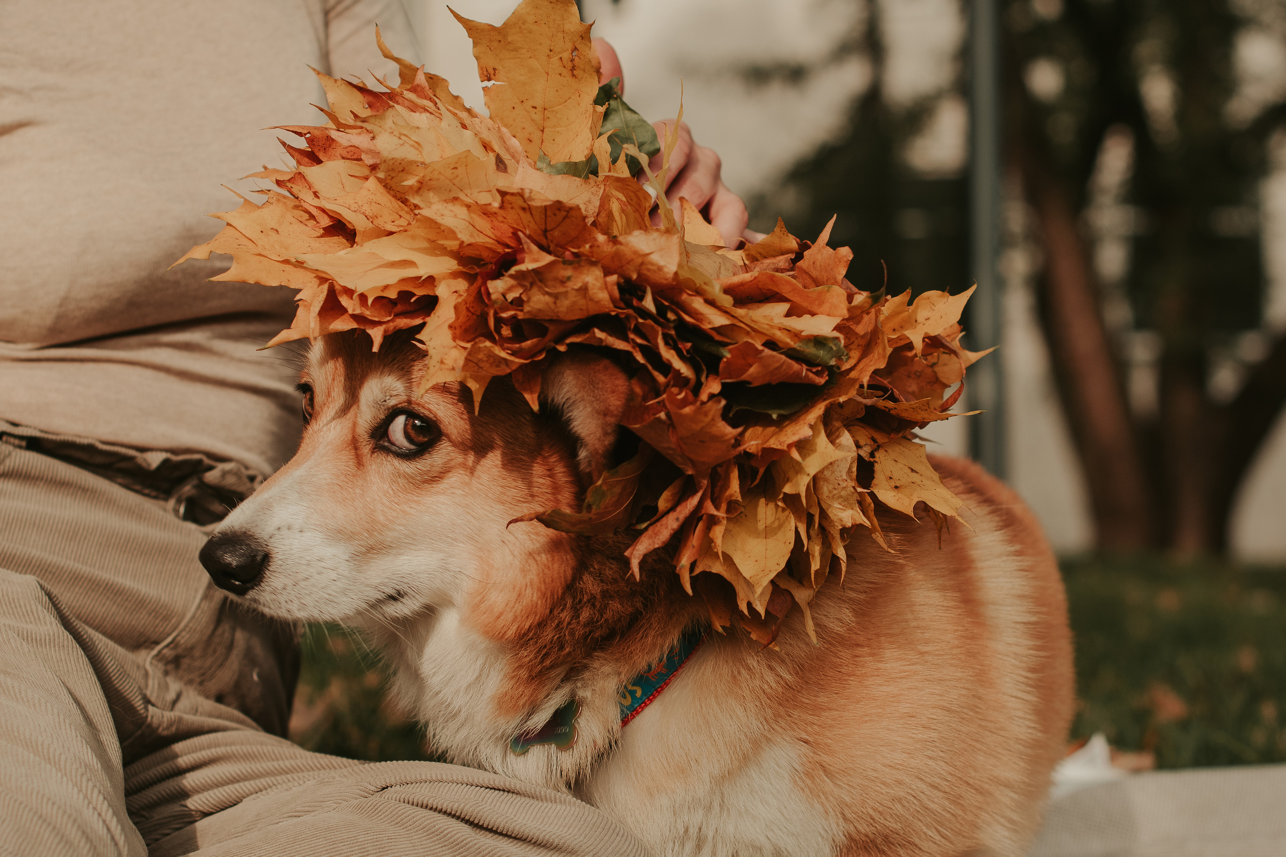 Наташа, Даша и Кевин. Свадебный фотограф в Москве Анна Полушина