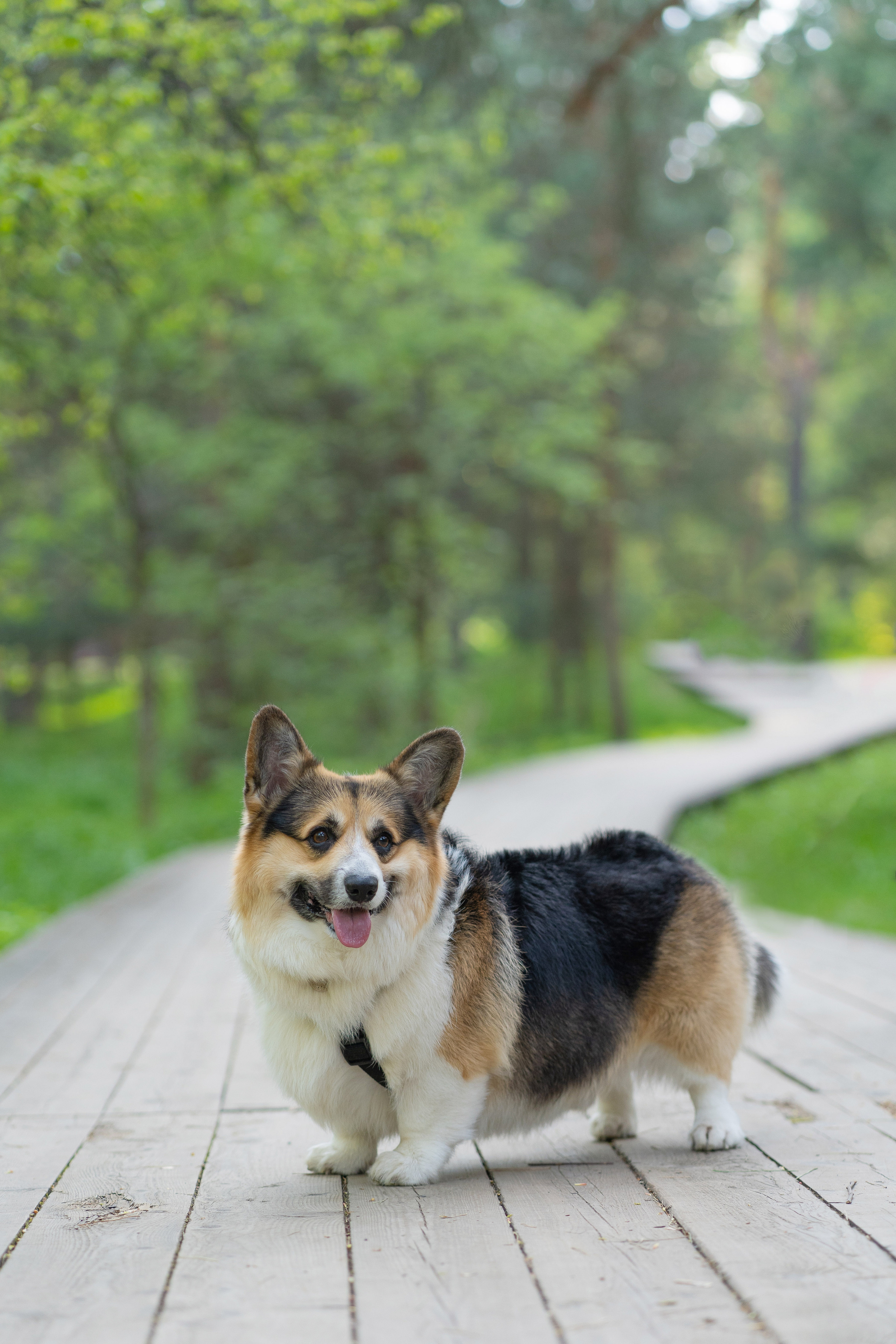 Катя и Честер, Серебряный бор. Свадебный фотограф в Москве Анна Полушина