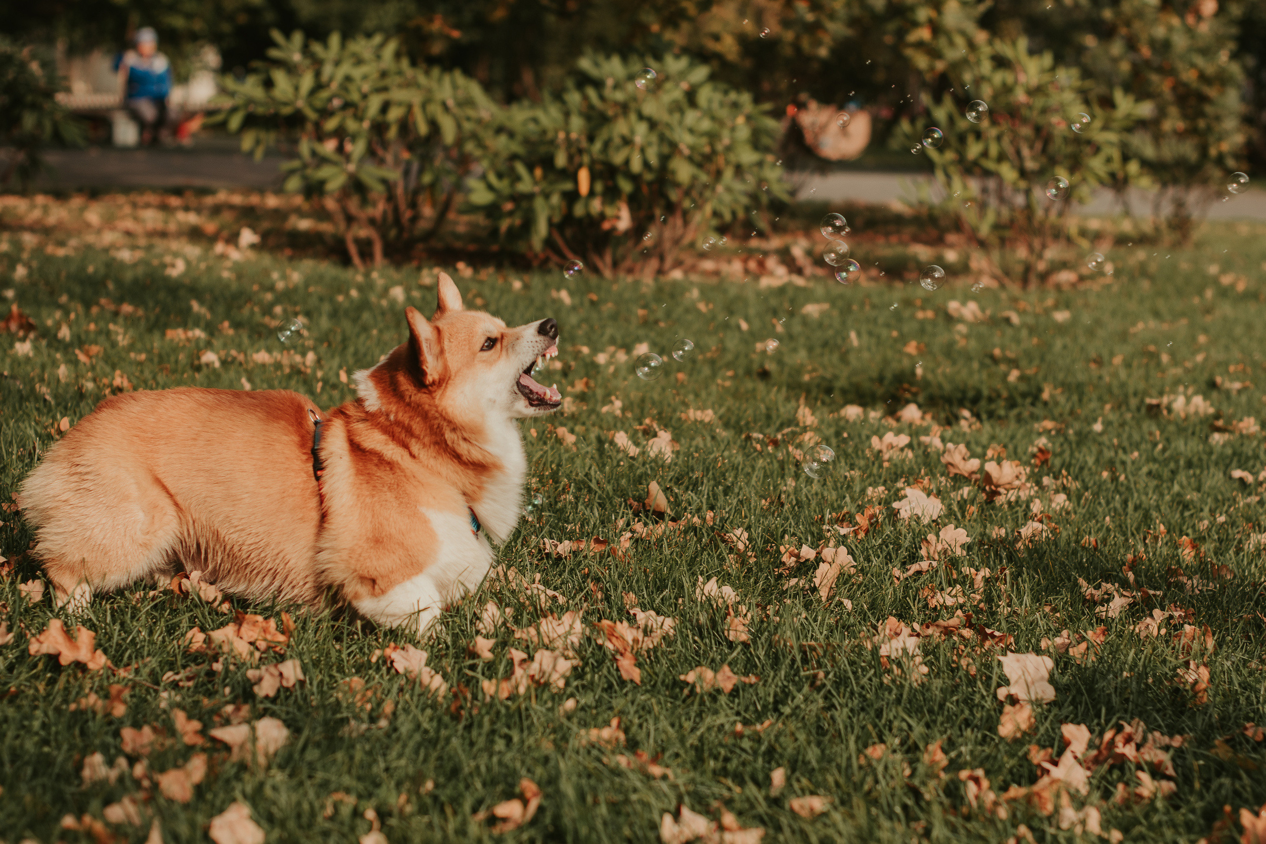 Наташа, Даша и Кевин. Свадебный фотограф в Москве Анна Полушина