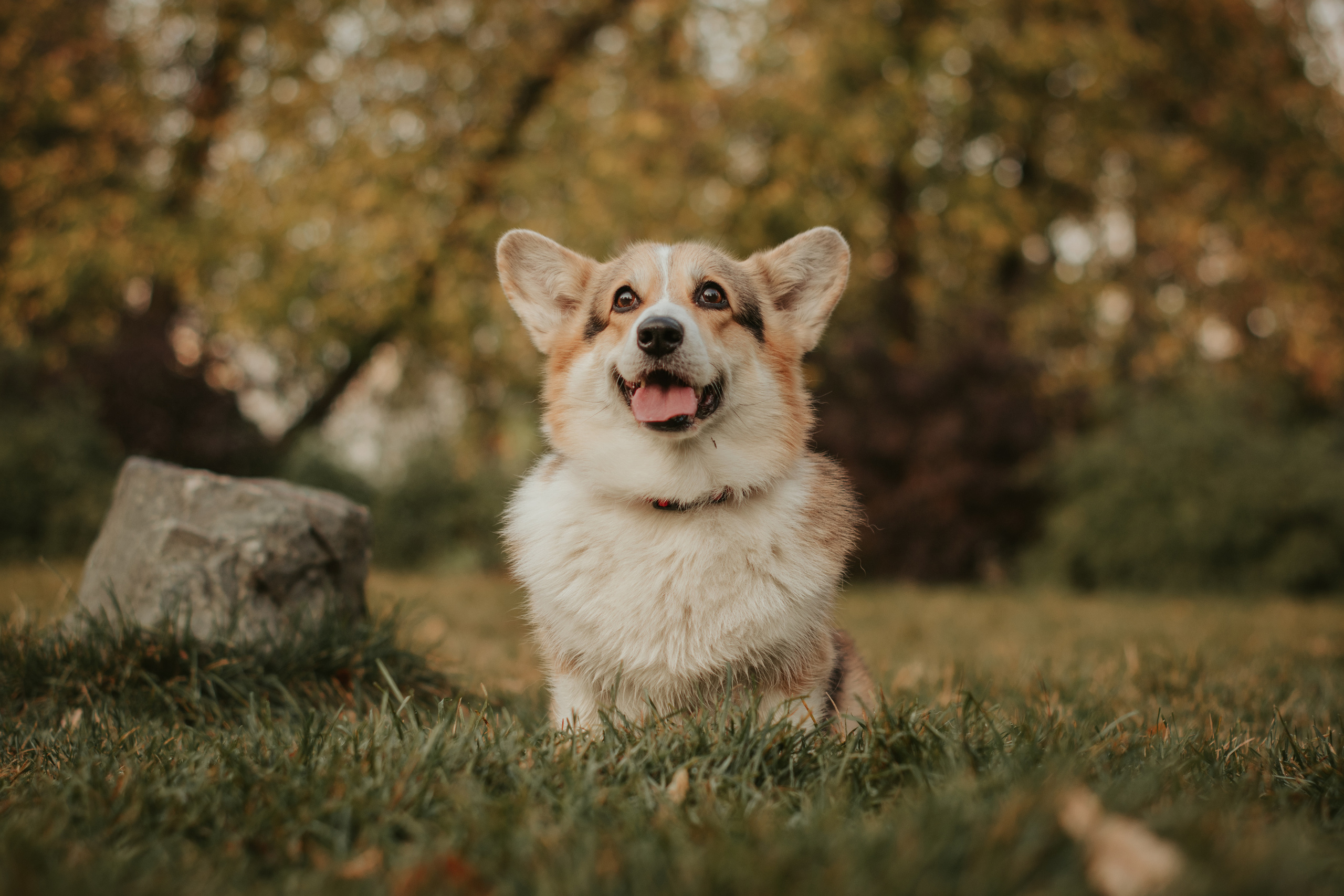 Аня и Булочка, Сокольники. Свадебный фотограф в Москве Анна Полушина