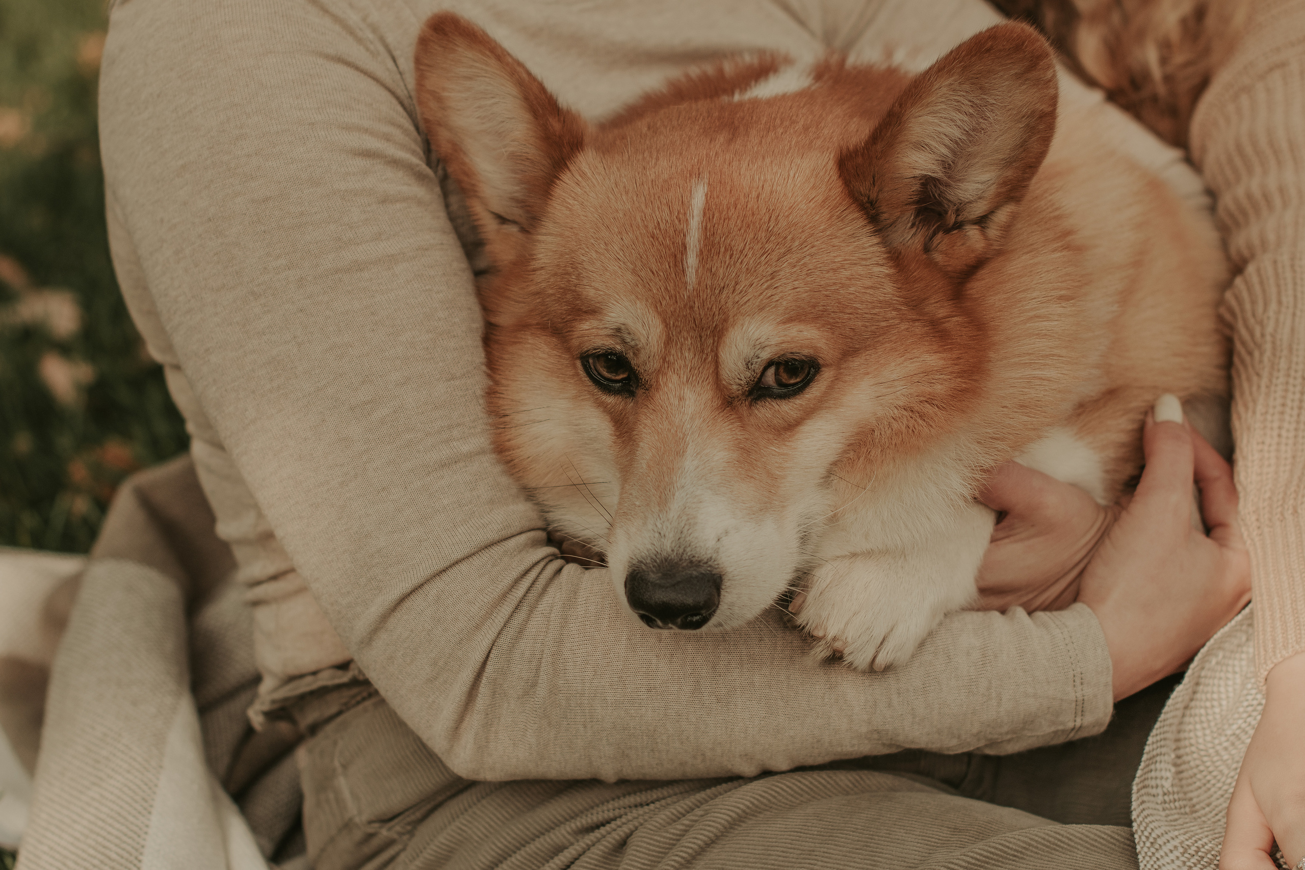 Наташа, Даша и Кевин. Свадебный фотограф в Москве Анна Полушина