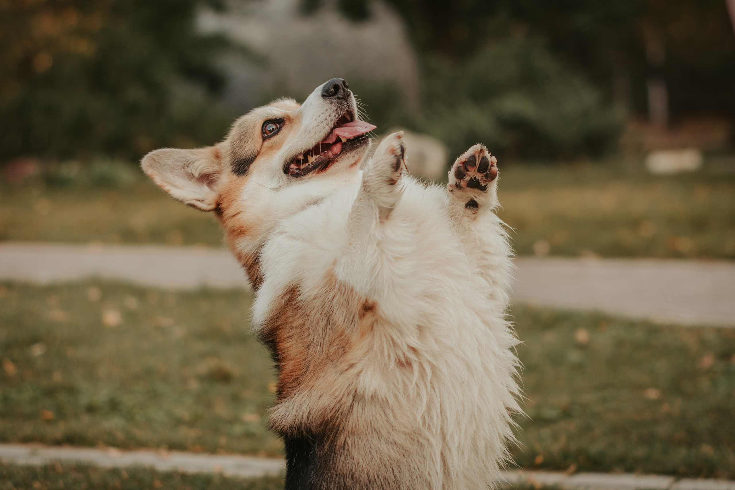 Аня и Булочка, Сокольники. Свадебный фотограф в Москве Анна Полушина