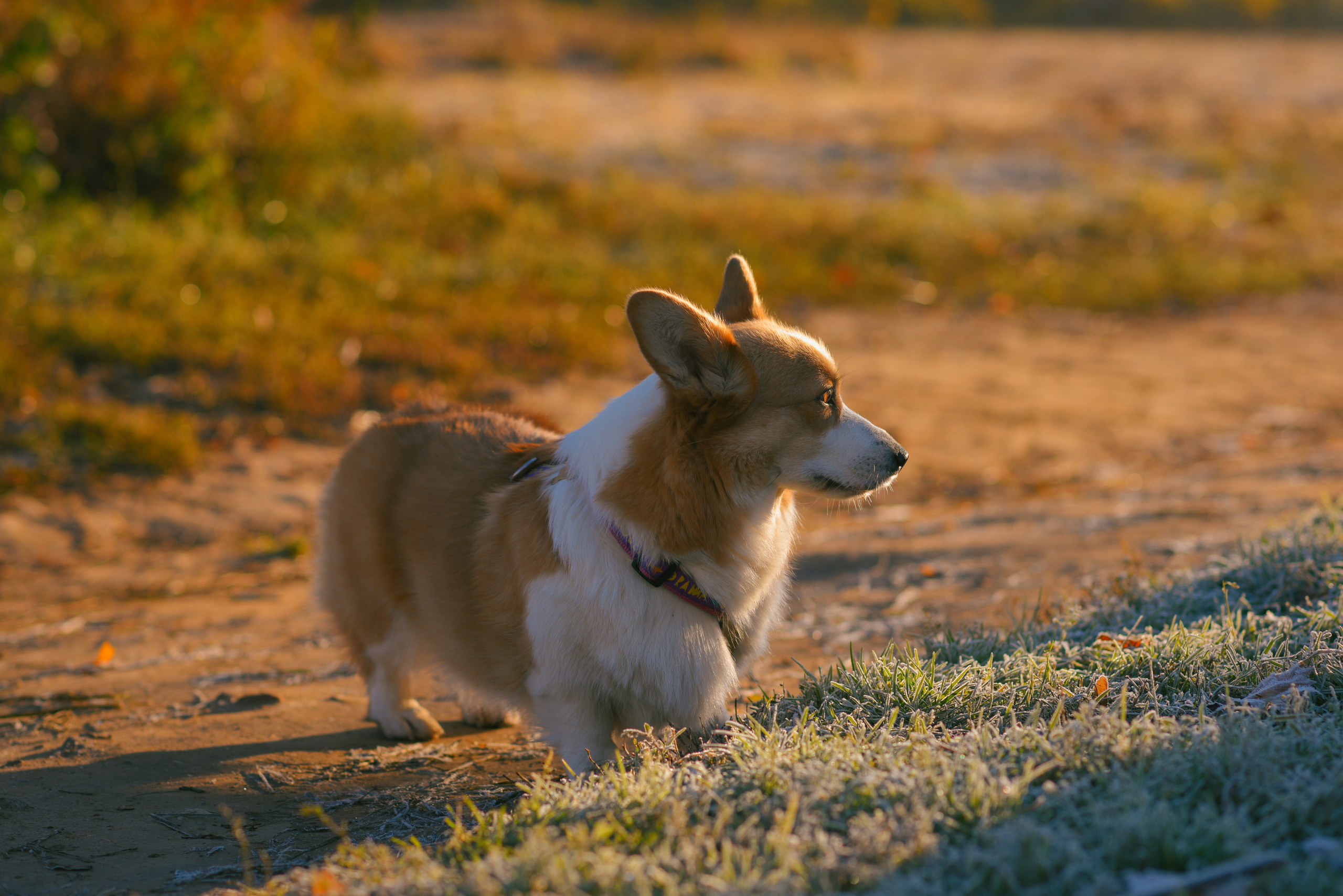 Фотосессия с питомцем в Москве. Свадебный фотограф в Москве Анна Полушина