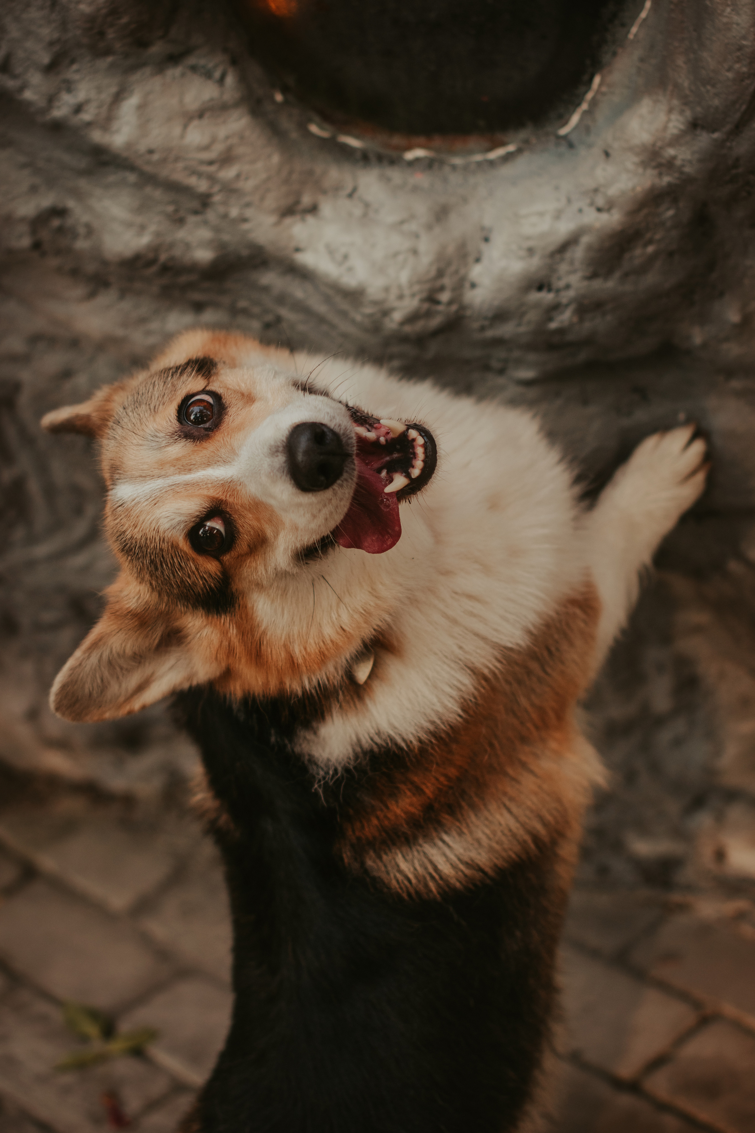 Аня и Булочка, Сокольники. Свадебный фотограф в Москве Анна Полушина