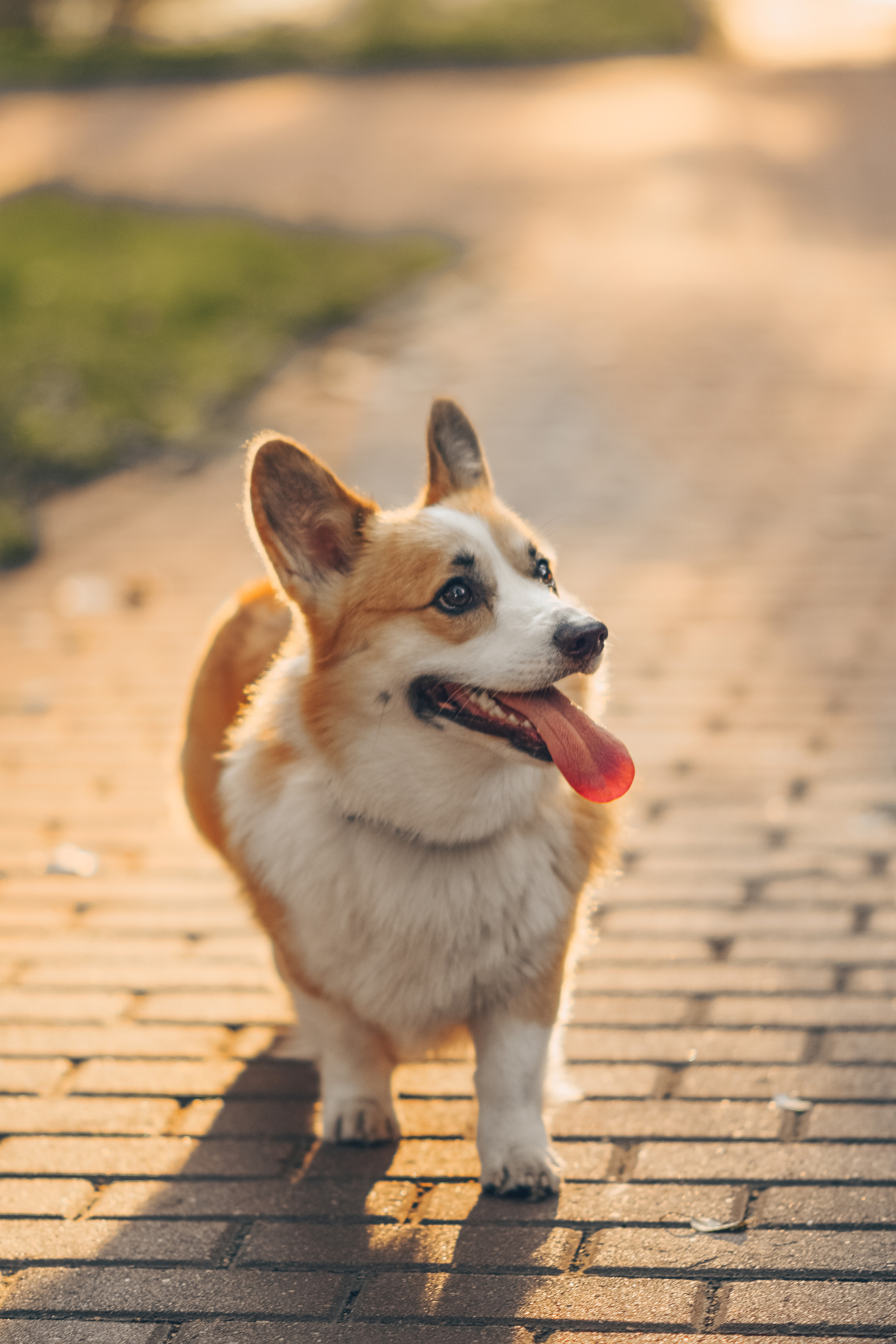 Алина и Ройс, парк на Яузе. Свадебный фотограф в Москве Анна Полушина