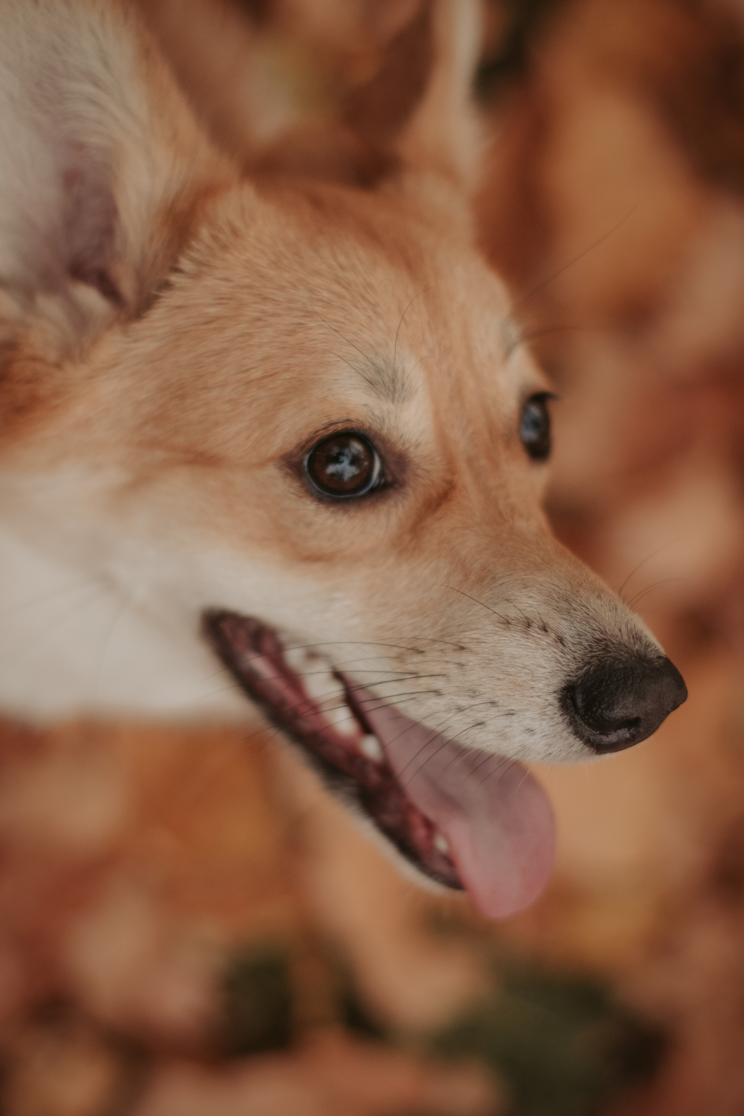 Марина и Мася, Новодевичий сквер. Свадебный фотограф в Москве Анна Полушина