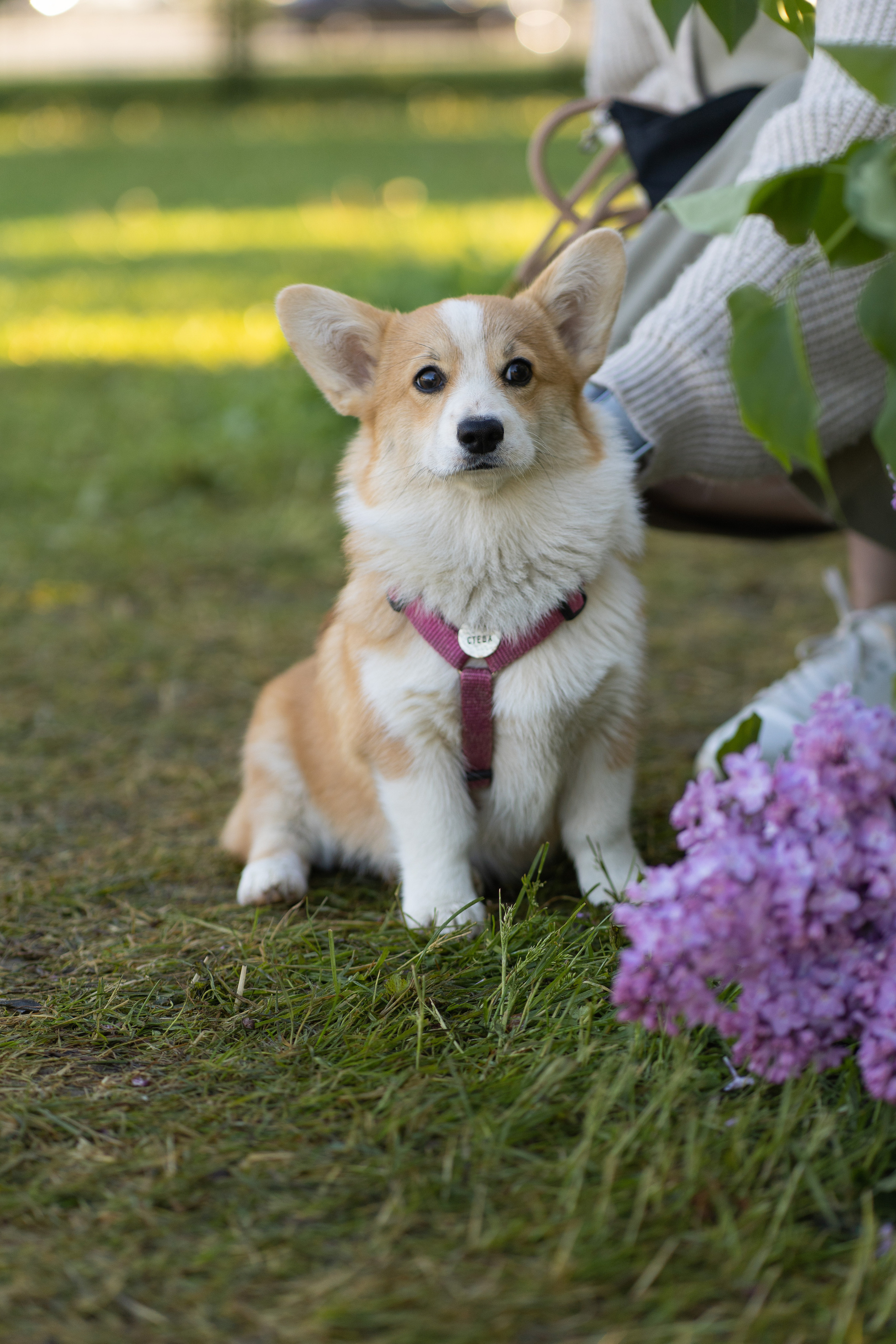 Полина и Стеша, Сиреневый сад. Свадебный фотограф в Москве Анна Полушина