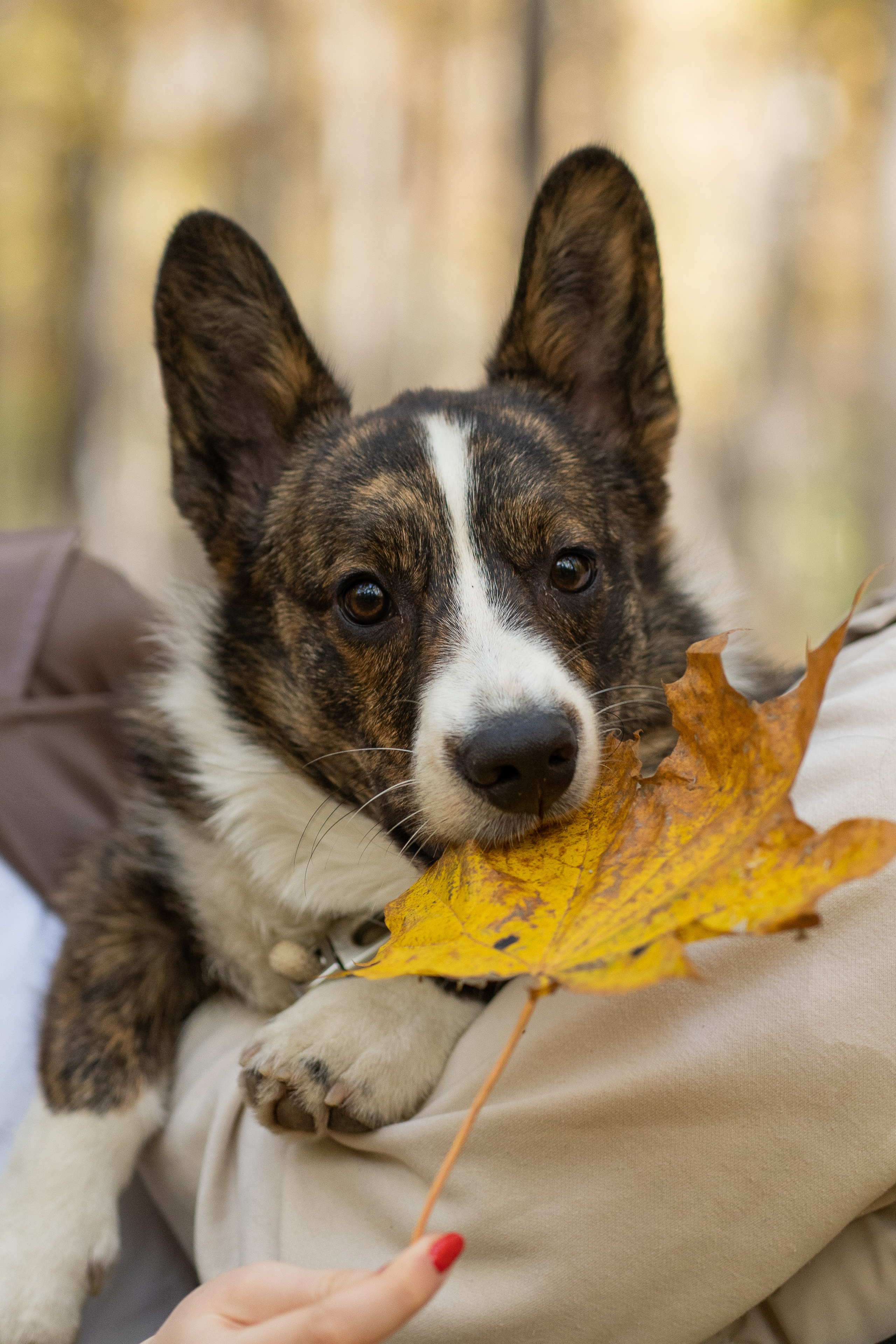 Боря, Даша и Маффин. Свадебный фотограф в Москве Анна Полушина