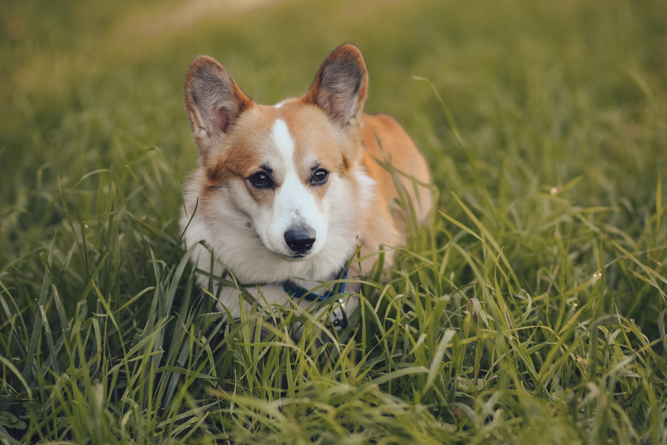 Алина и Ройс, парк на Яузе. Свадебный фотограф в Москве Анна Полушина
