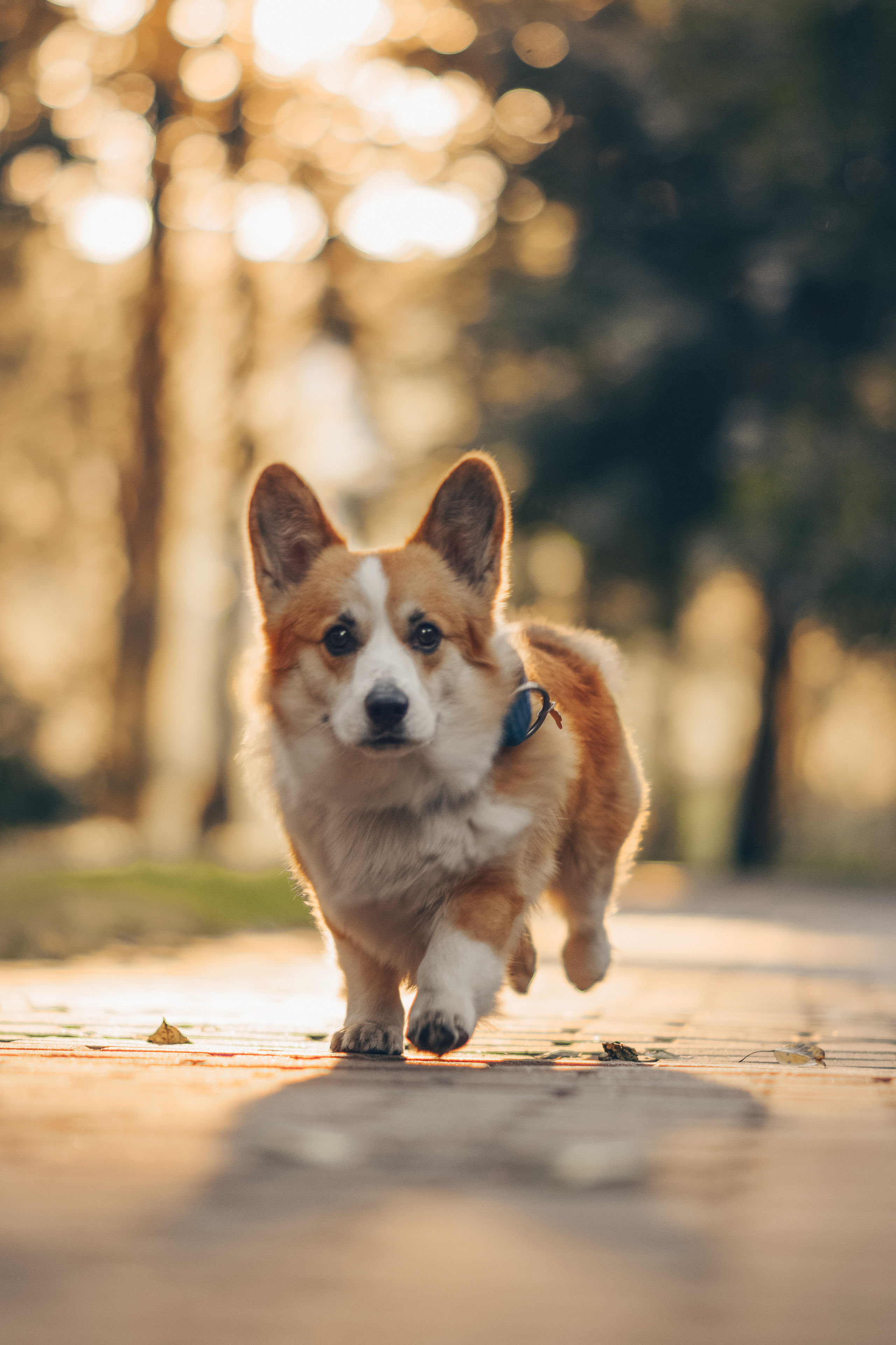 Алина и Ройс, парк на Яузе. Свадебный фотограф в Москве Анна Полушина