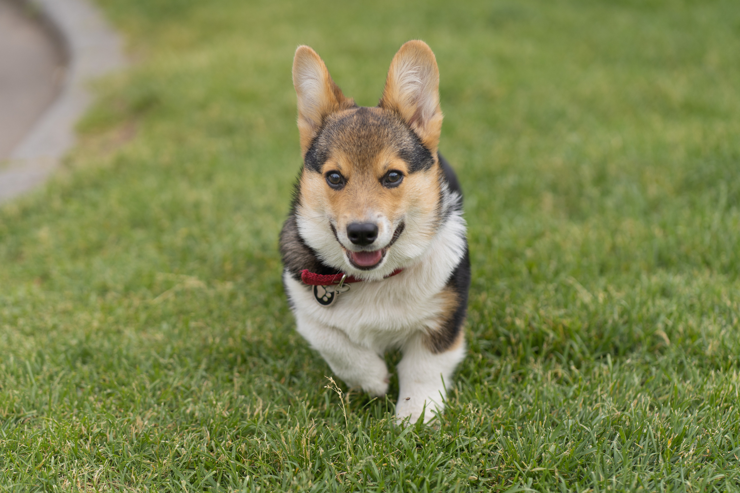 Каспер и Полина, Ботанический сад. Свадебный фотограф в Москве Анна Полушина