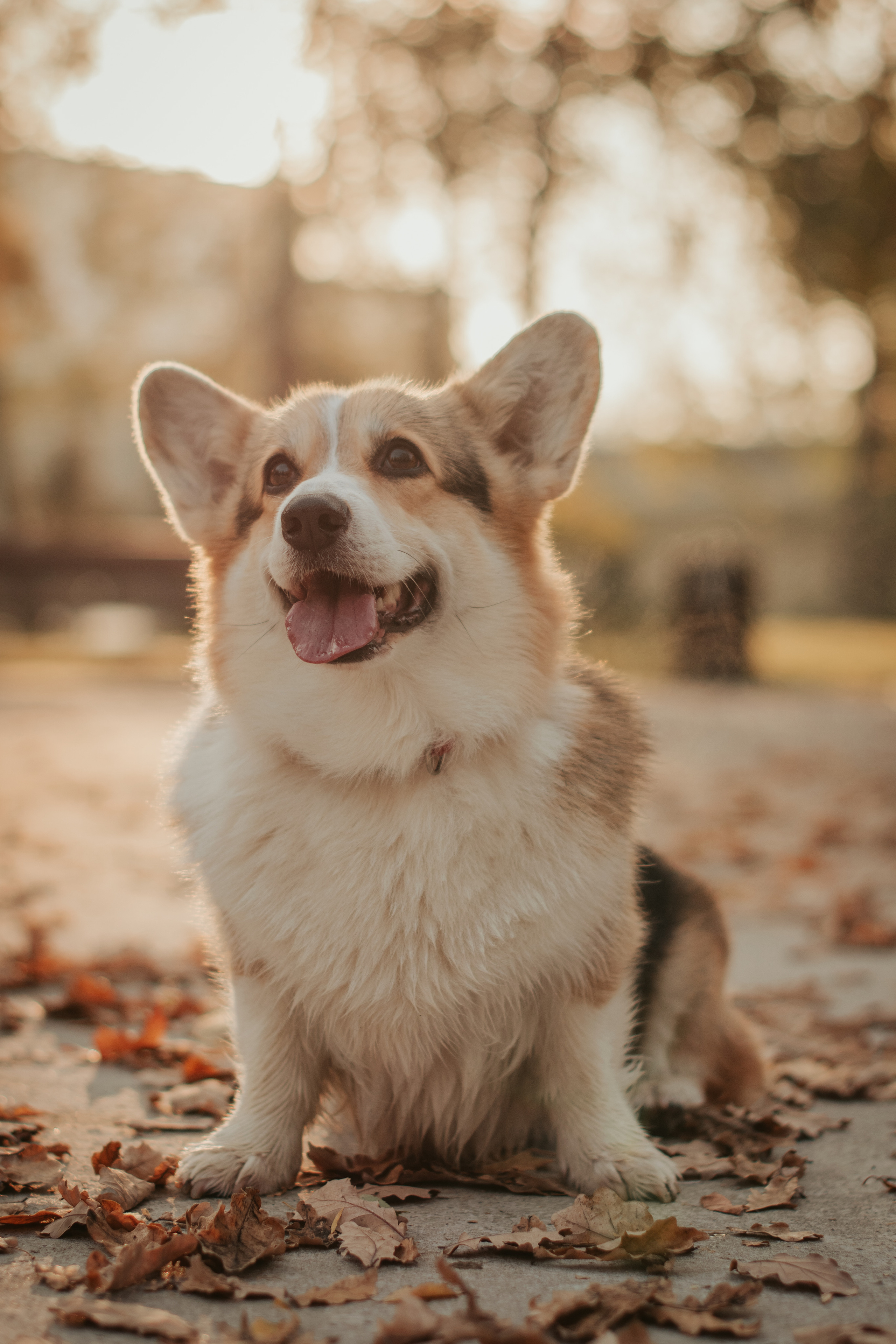 Аня и Булочка, Сокольники. Свадебный фотограф в Москве Анна Полушина