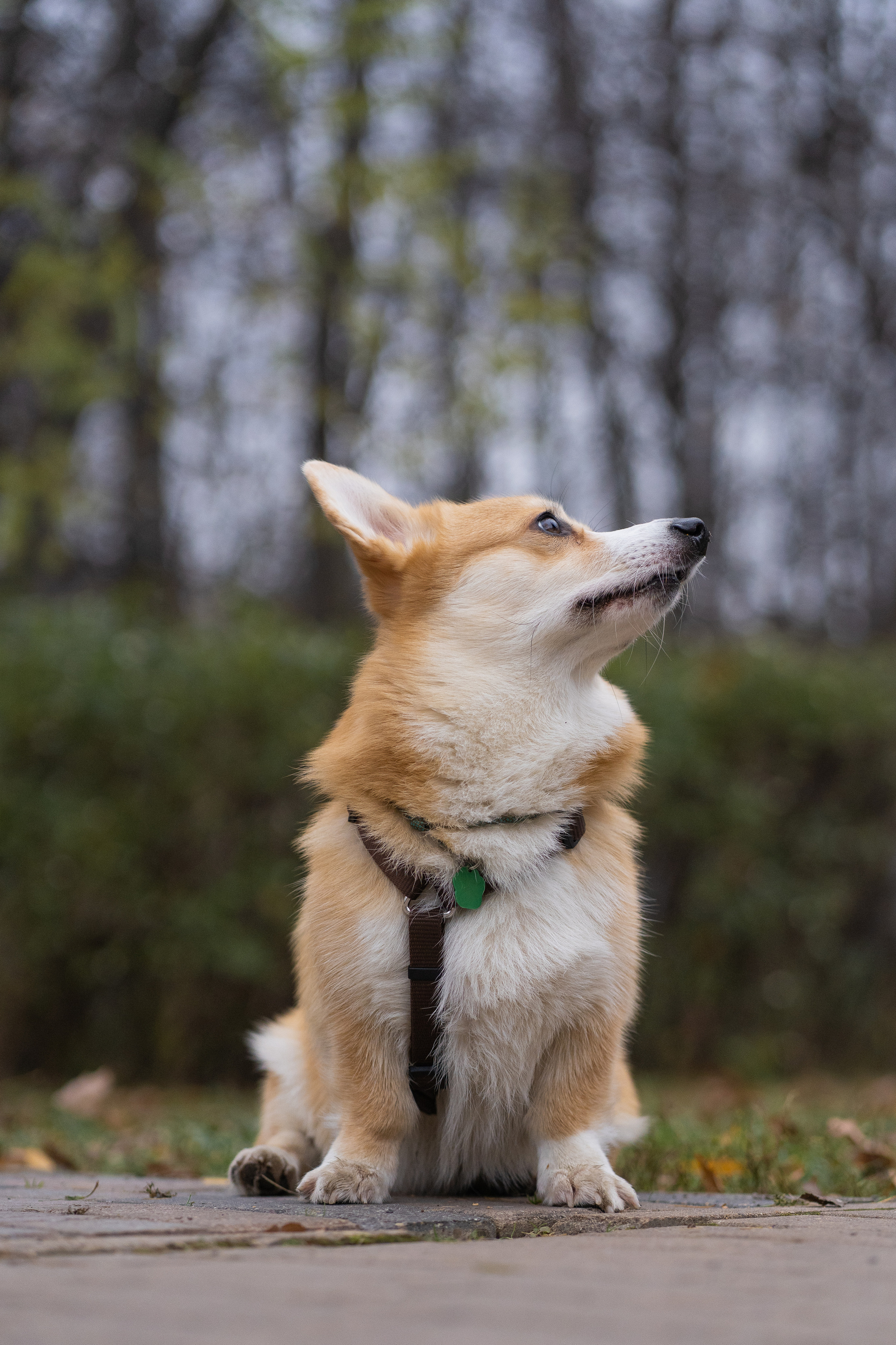 Ульяна, Рома, корги Эйс. Свадебный фотограф в Москве Анна Полушина