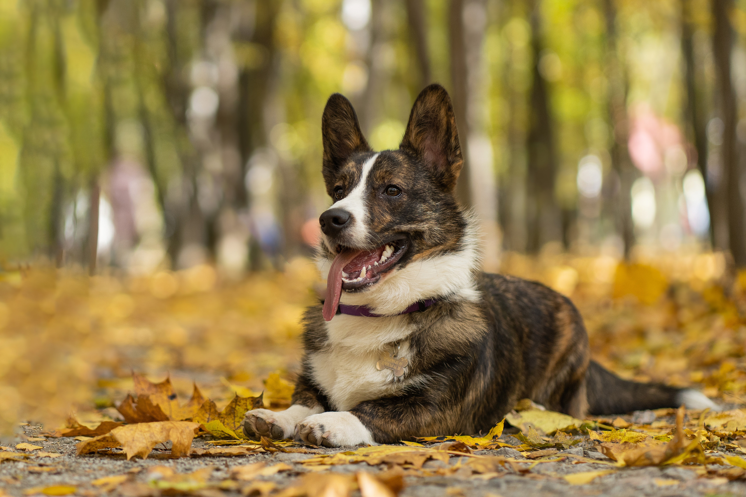 Боря, Даша и Маффин. Свадебный фотограф в Москве Анна Полушина