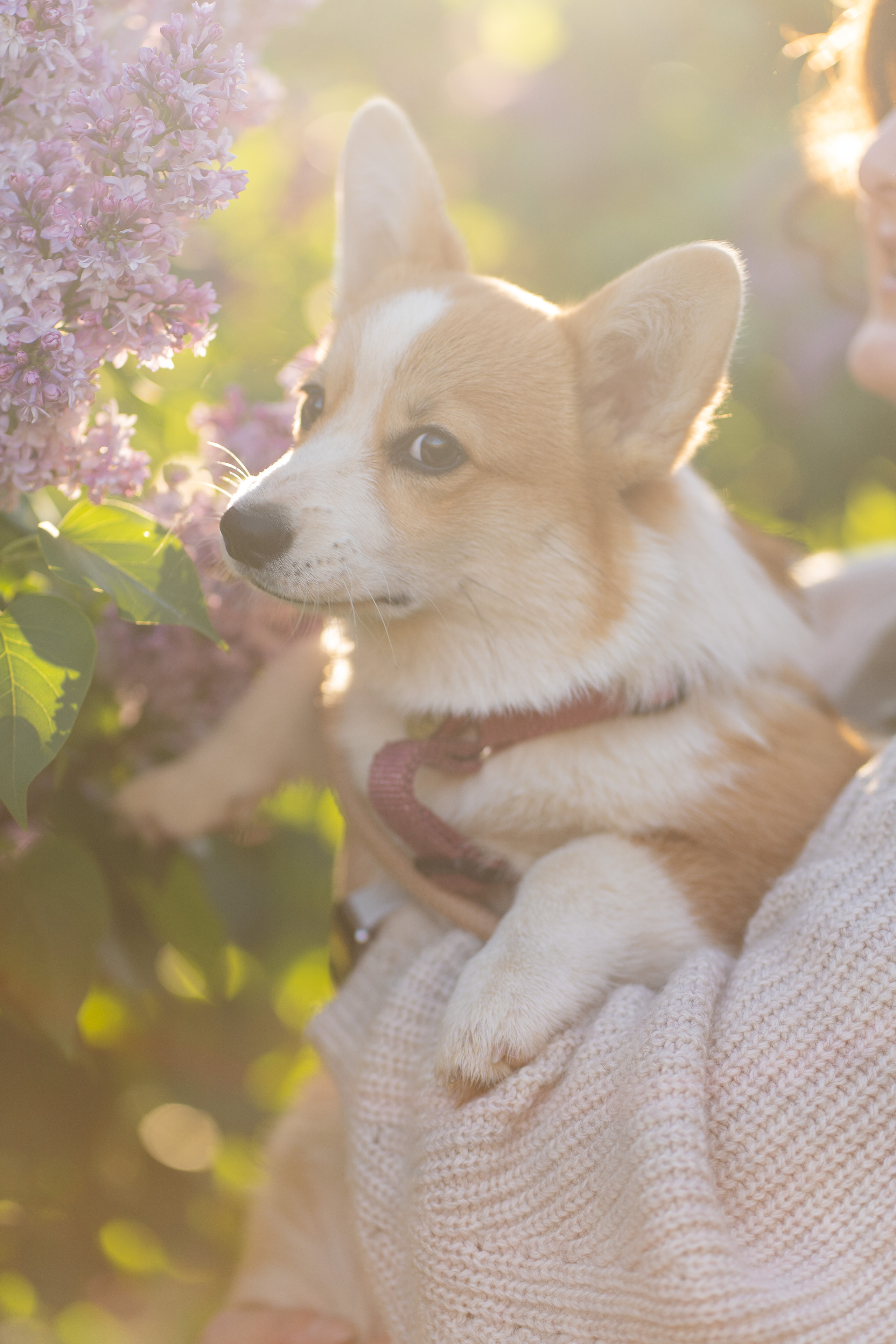Полина и Стеша, Сиреневый сад. Свадебный фотограф в Москве Анна Полушина