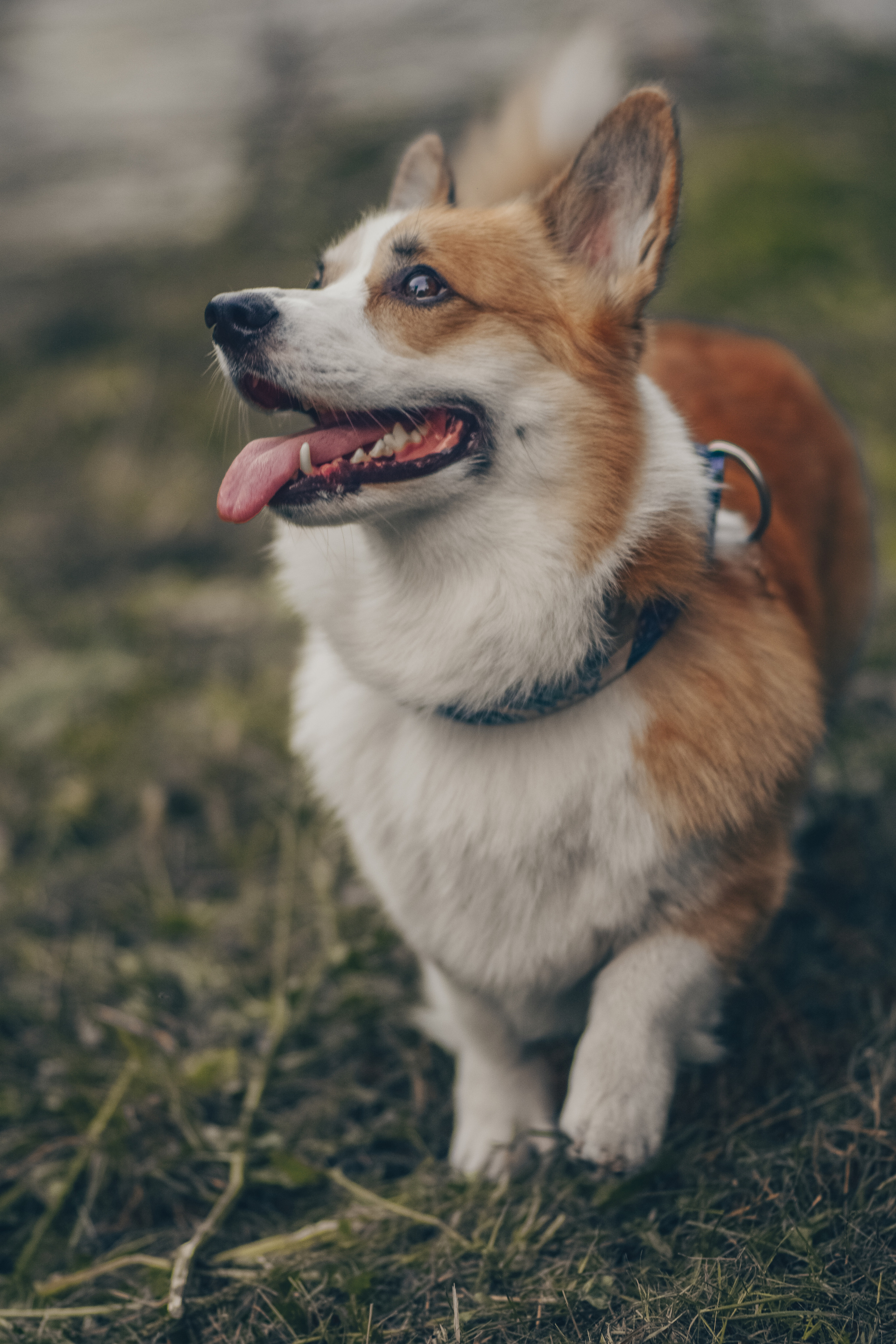 Алина и Ройс, парк на Яузе. Свадебный фотограф в Москве Анна Полушина