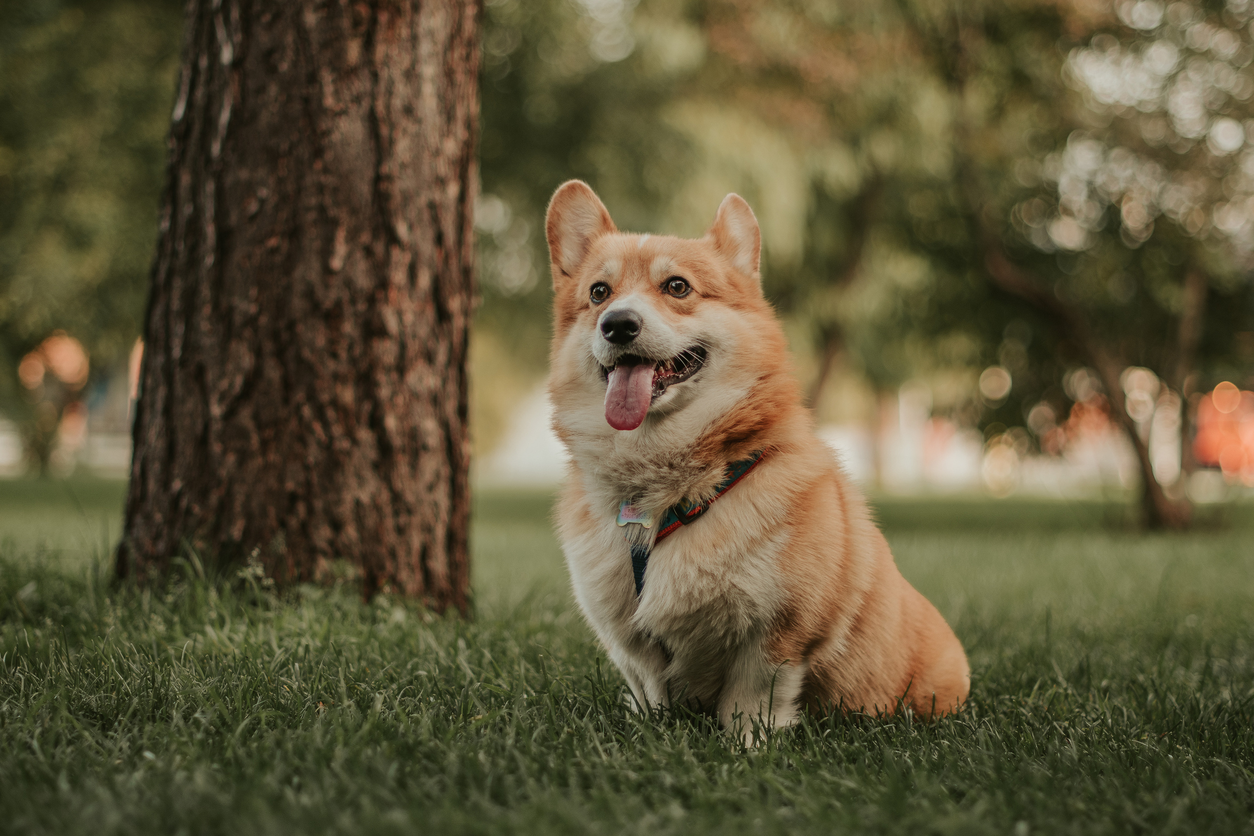 Наташа, Даша и Кевин. Свадебный фотограф в Москве Анна Полушина