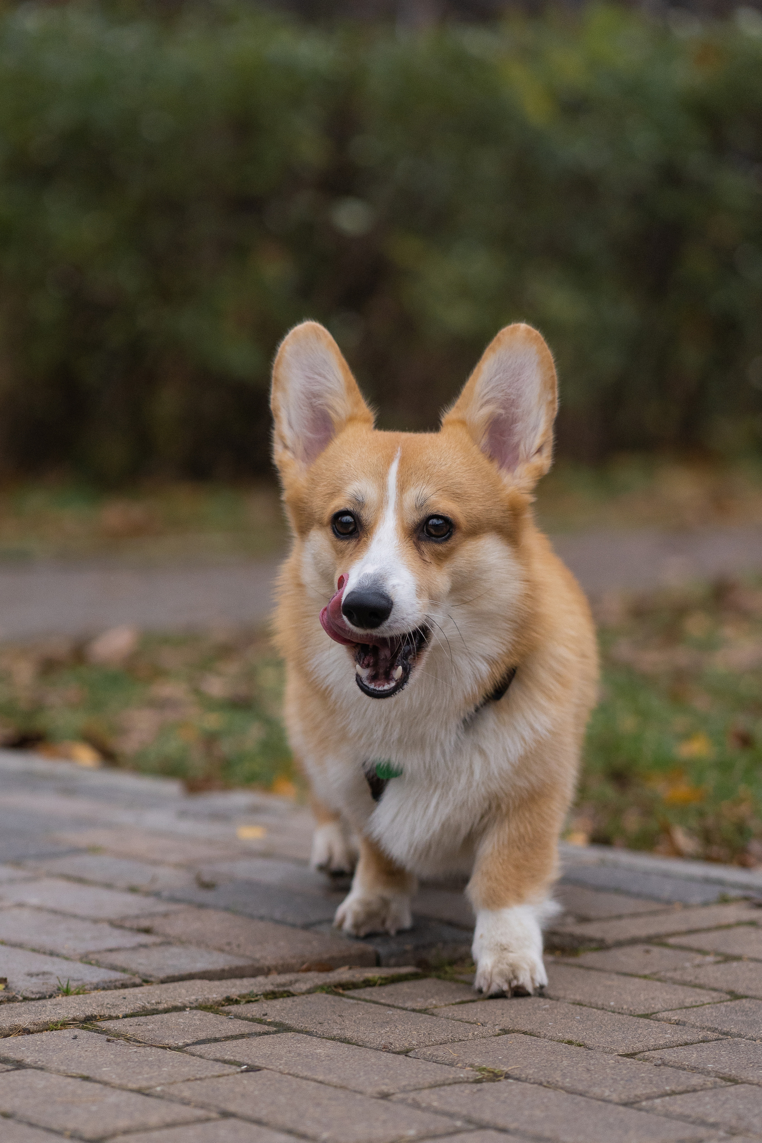 Ульяна, Рома, корги Эйс. Свадебный фотограф в Москве Анна Полушина