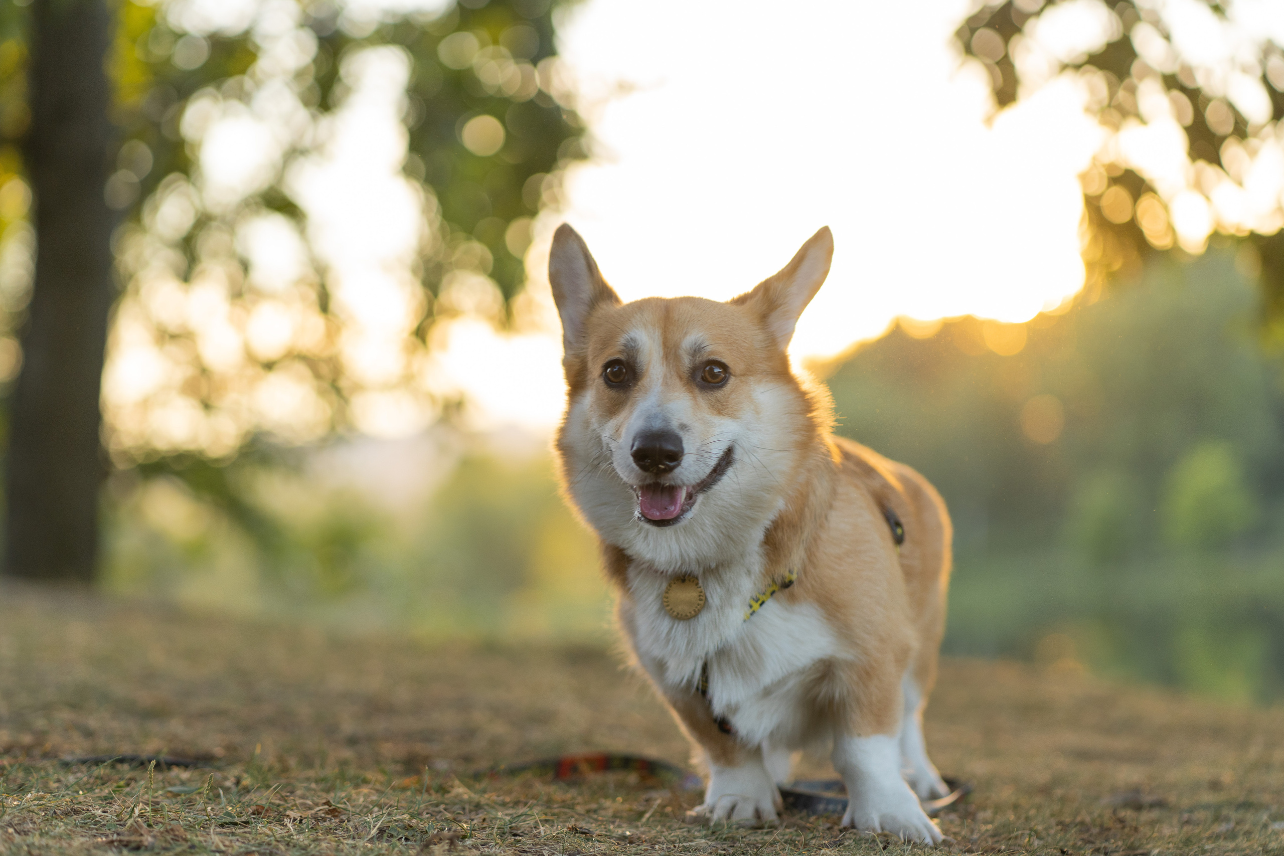 Катя и Боря, Джамгаровский парк. Свадебный фотограф в Москве Анна Полушина