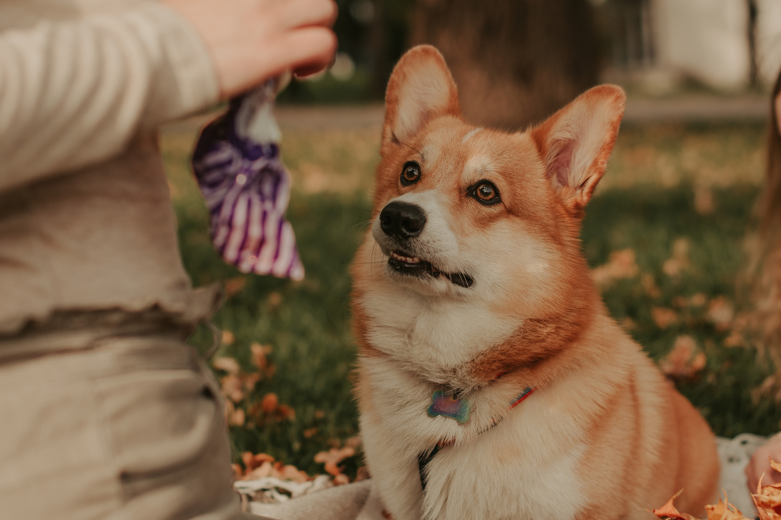 Наташа, Даша и Кевин. Свадебный фотограф в Москве Анна Полушина