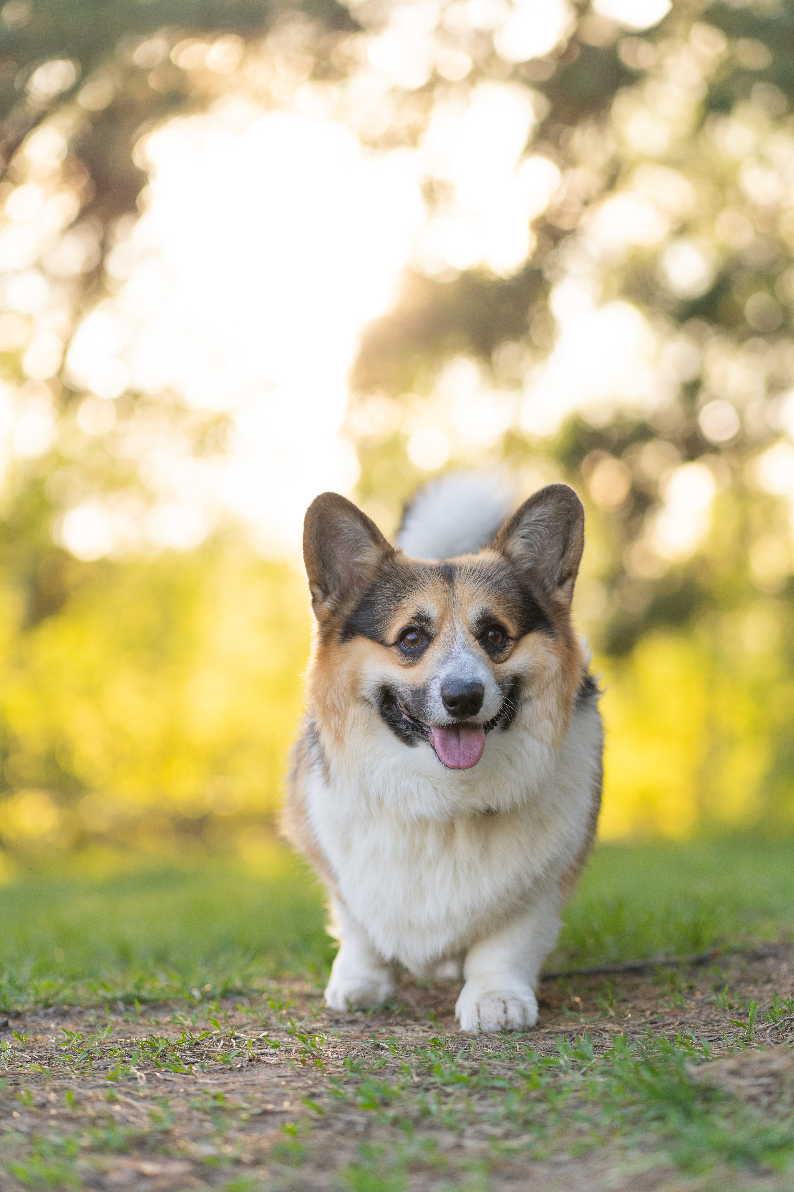Катя и Честер, Серебряный бор. Свадебный фотограф в Москве Анна Полушина