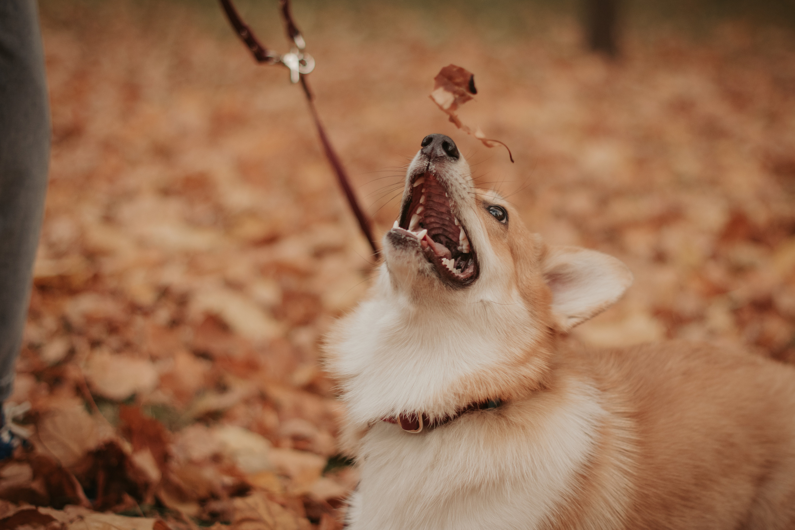 Марина и Мася, Новодевичий сквер. Свадебный фотограф в Москве Анна Полушина